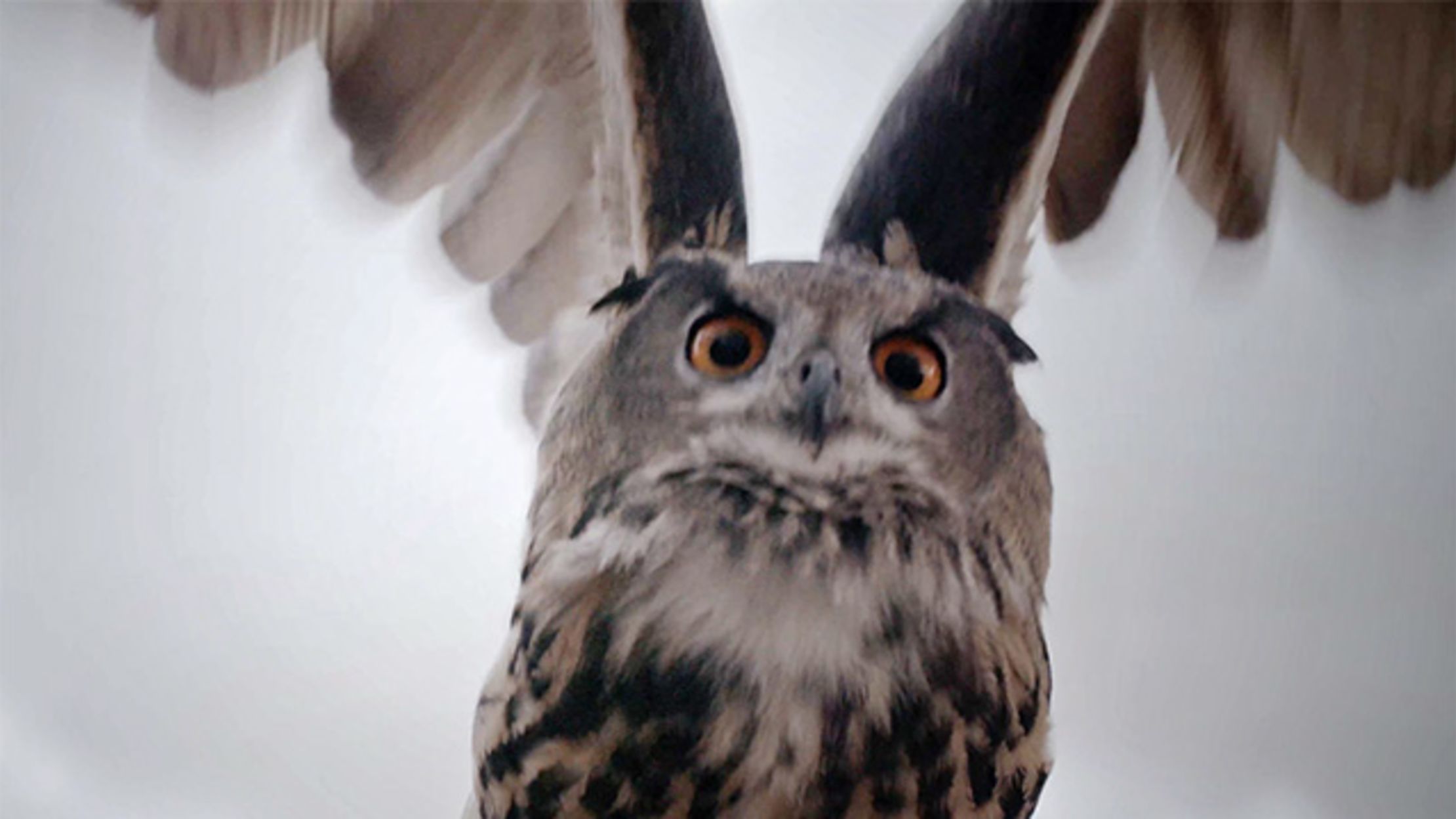 See What Makes Owls So Quiet and So Deadly Mental Floss