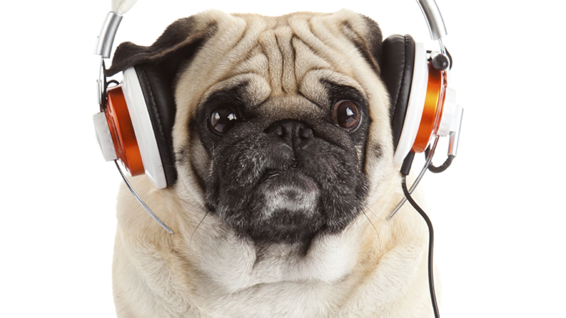 play relaxing music for dogs