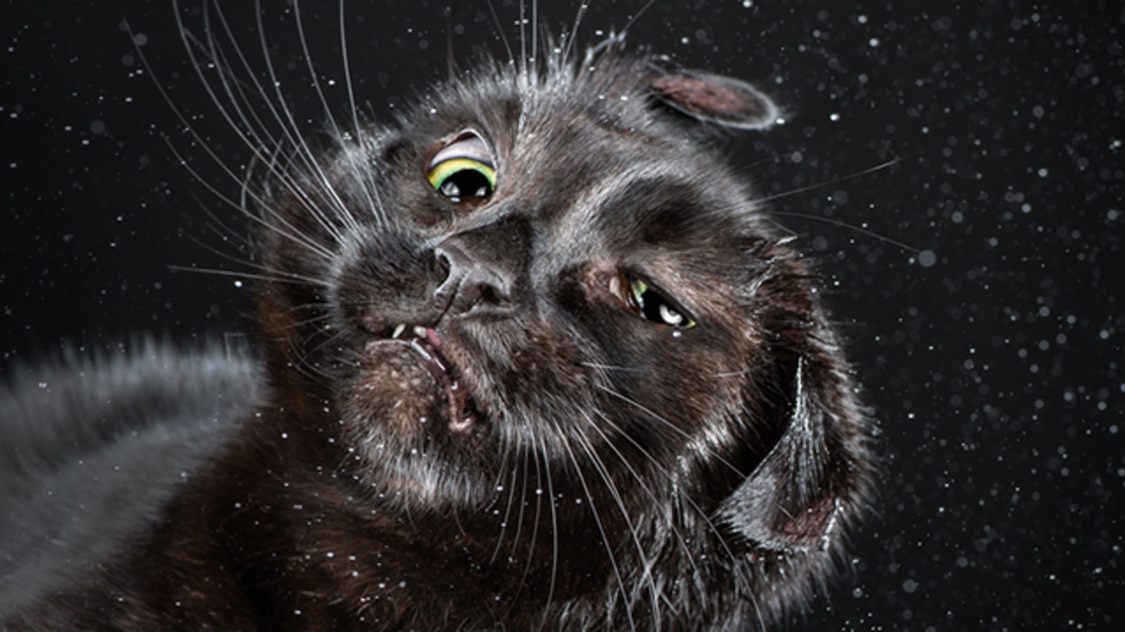 9 Incredible Images Of Wet Cats Shaking Themselves Off Mental Floss