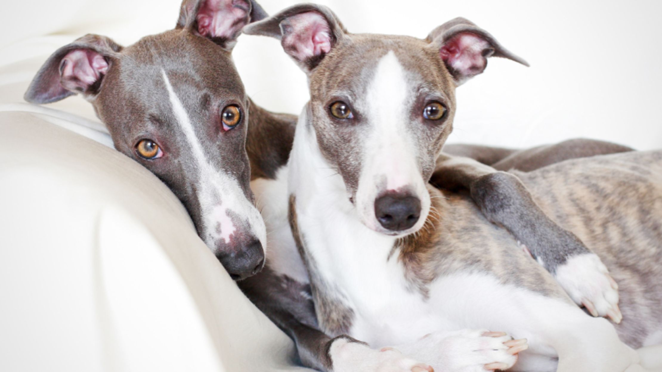 10 Quick Facts About Whippets | Mental 