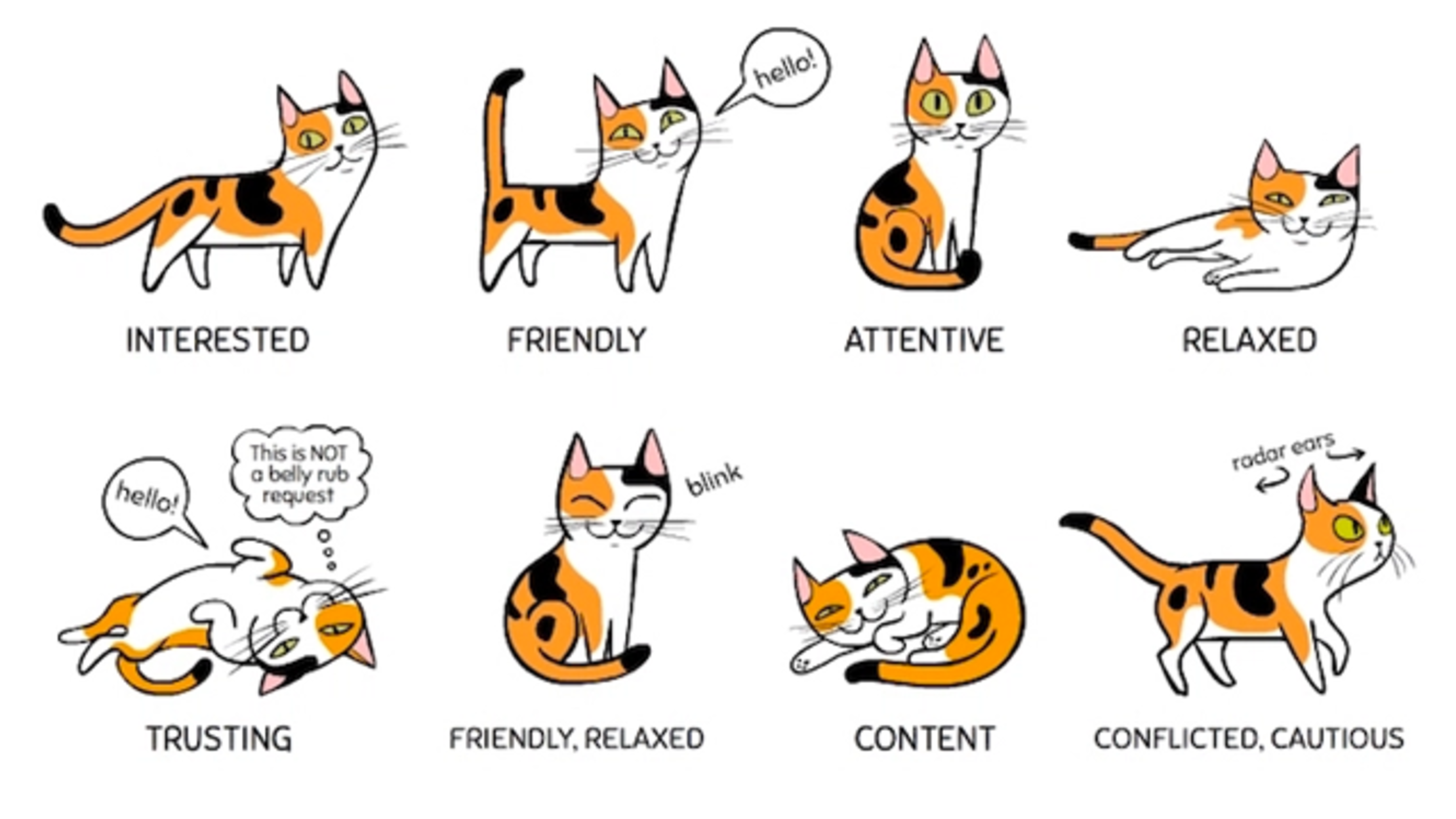 Decipher Your Cat's Body Language With This Helpful Infographic ...