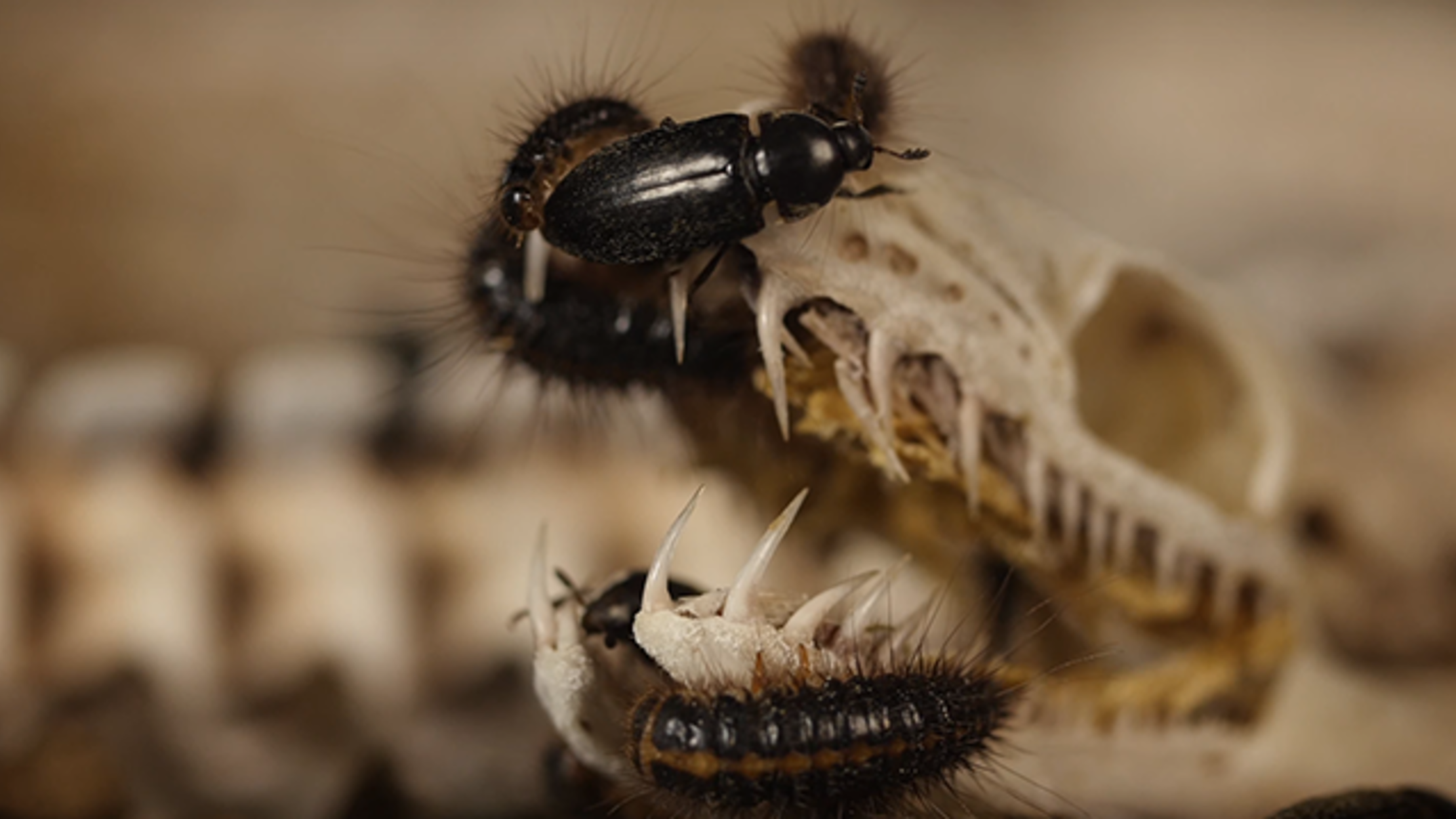 Watch Flesh-Eating Beetles Devour Dead Animals | Mental Floss