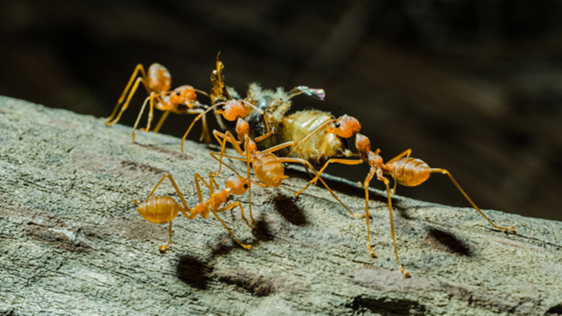 Robber Ants Spend Their Days Stealing From Other Nests Mental Floss