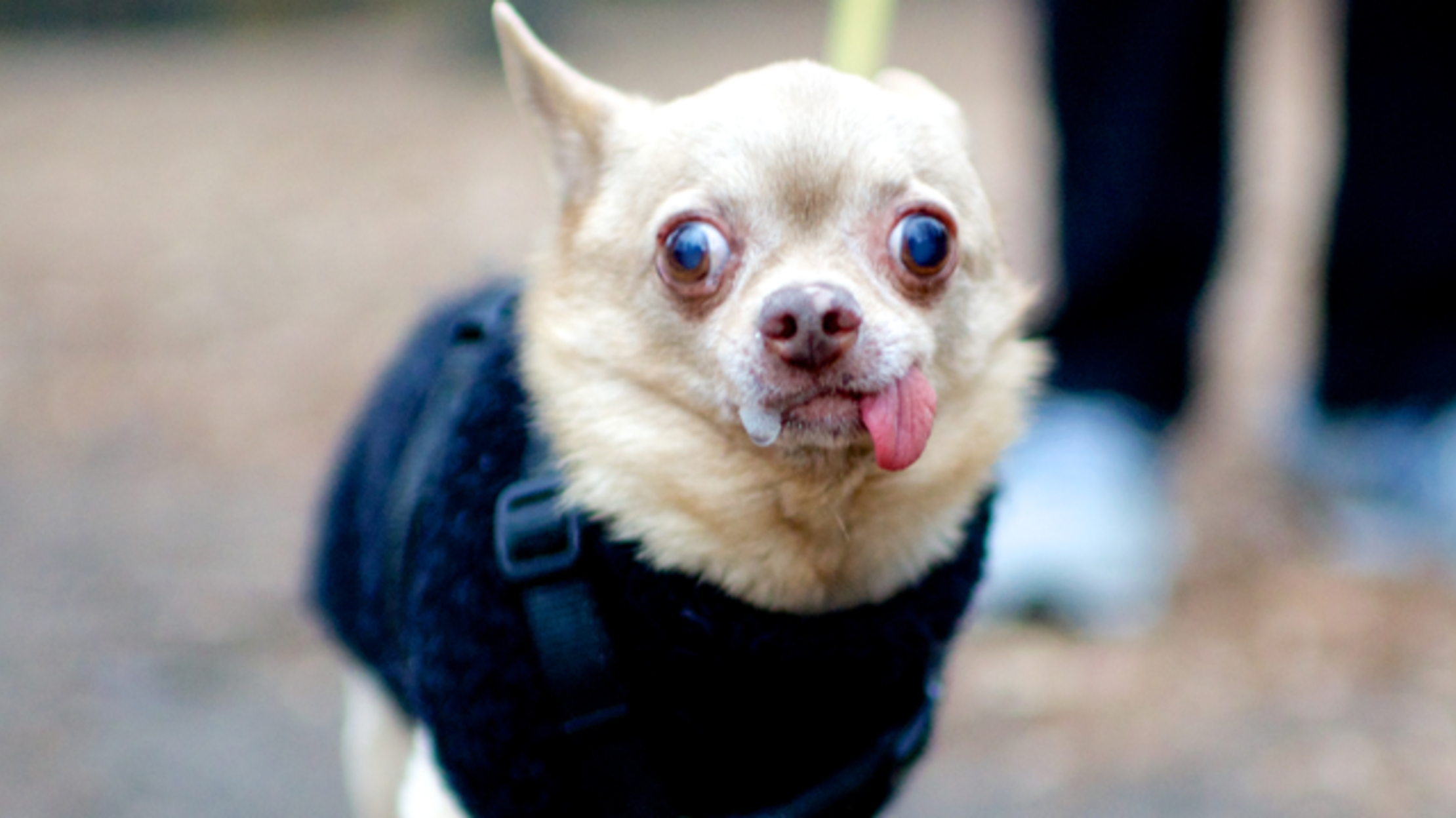 New York City Dog Instagram, The Dogist, Is Getting Its Own Book