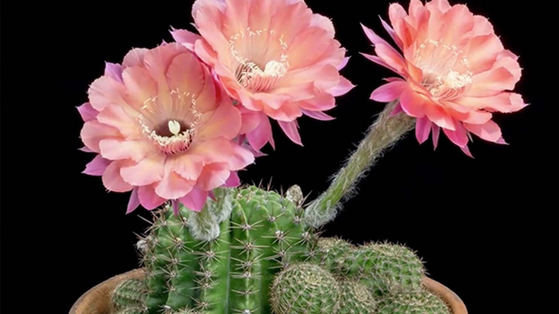 Watch Beautiful Cacti Bloom in Timelapse Mental Floss