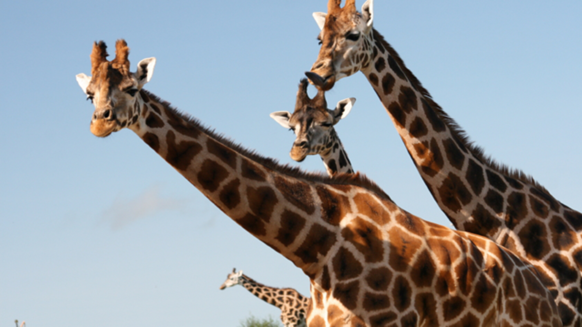 Fossils Reveal How and When Giraffe Necks Grew Long Mental Floss