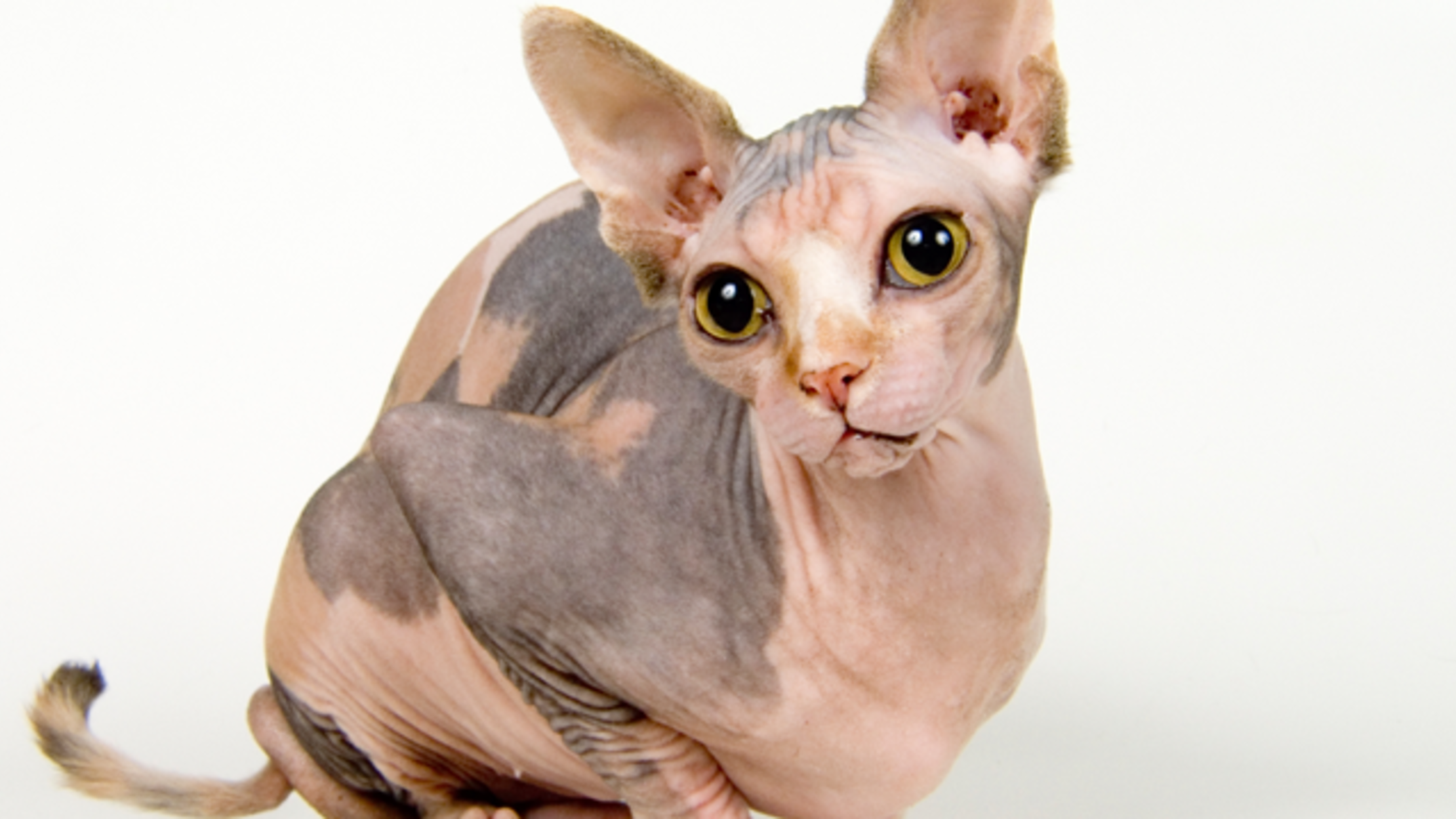 11 Not-So-Fluffy Facts About Sphynx Cats | Mental Floss