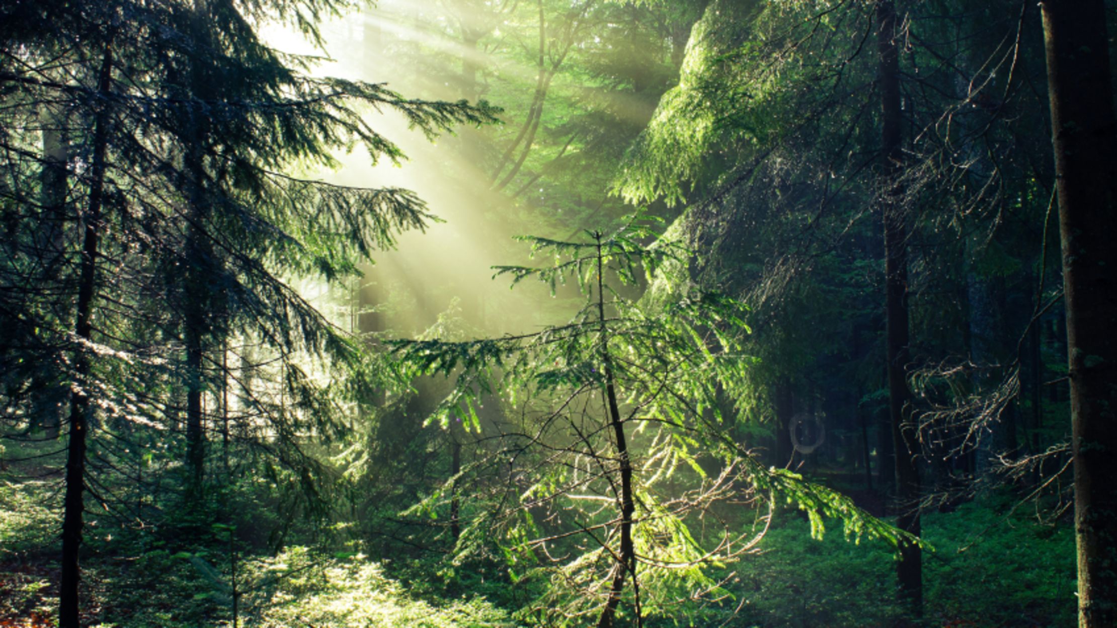 Why Are Car Air Fresheners Shaped Like Trees? Mental Floss