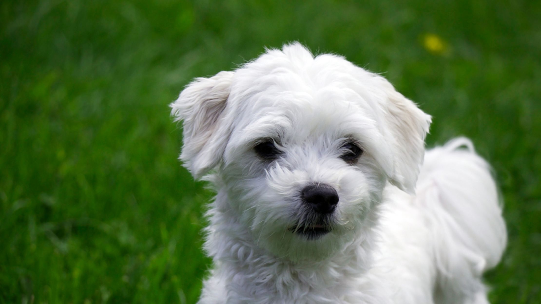 types of maltese dogs