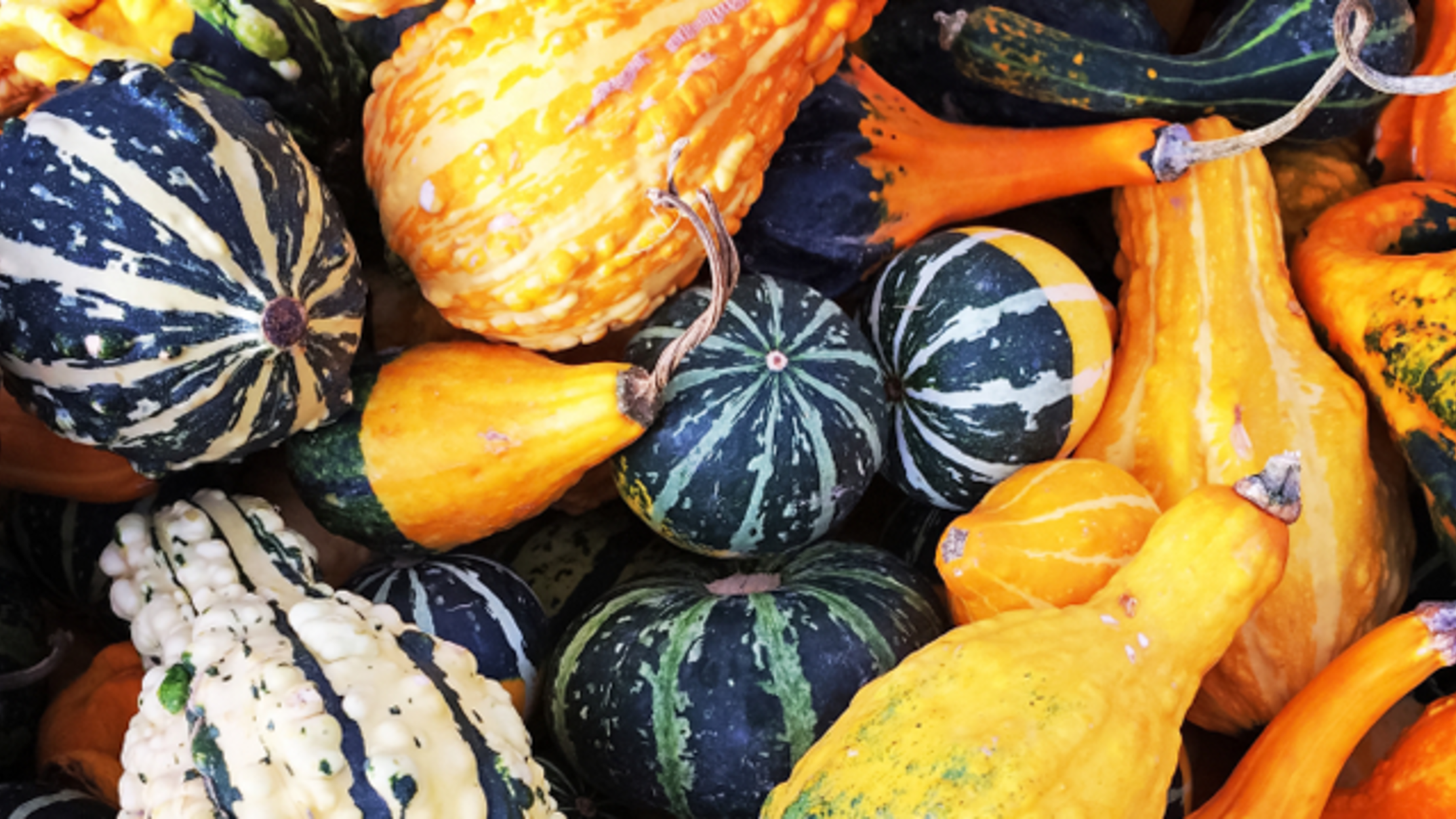 Decorative Gourds Get Weirder Every Year | Mental Floss
