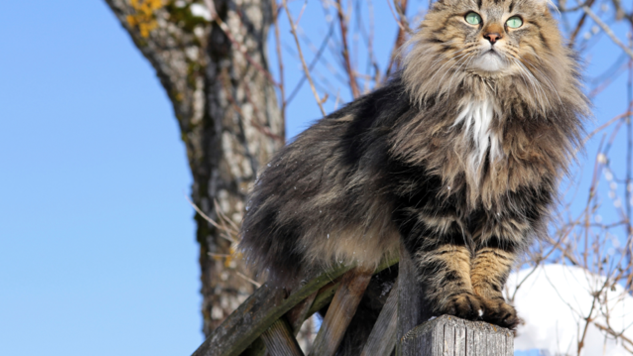 10 Furry Facts About Norwegian Forest Cats | Mental Floss