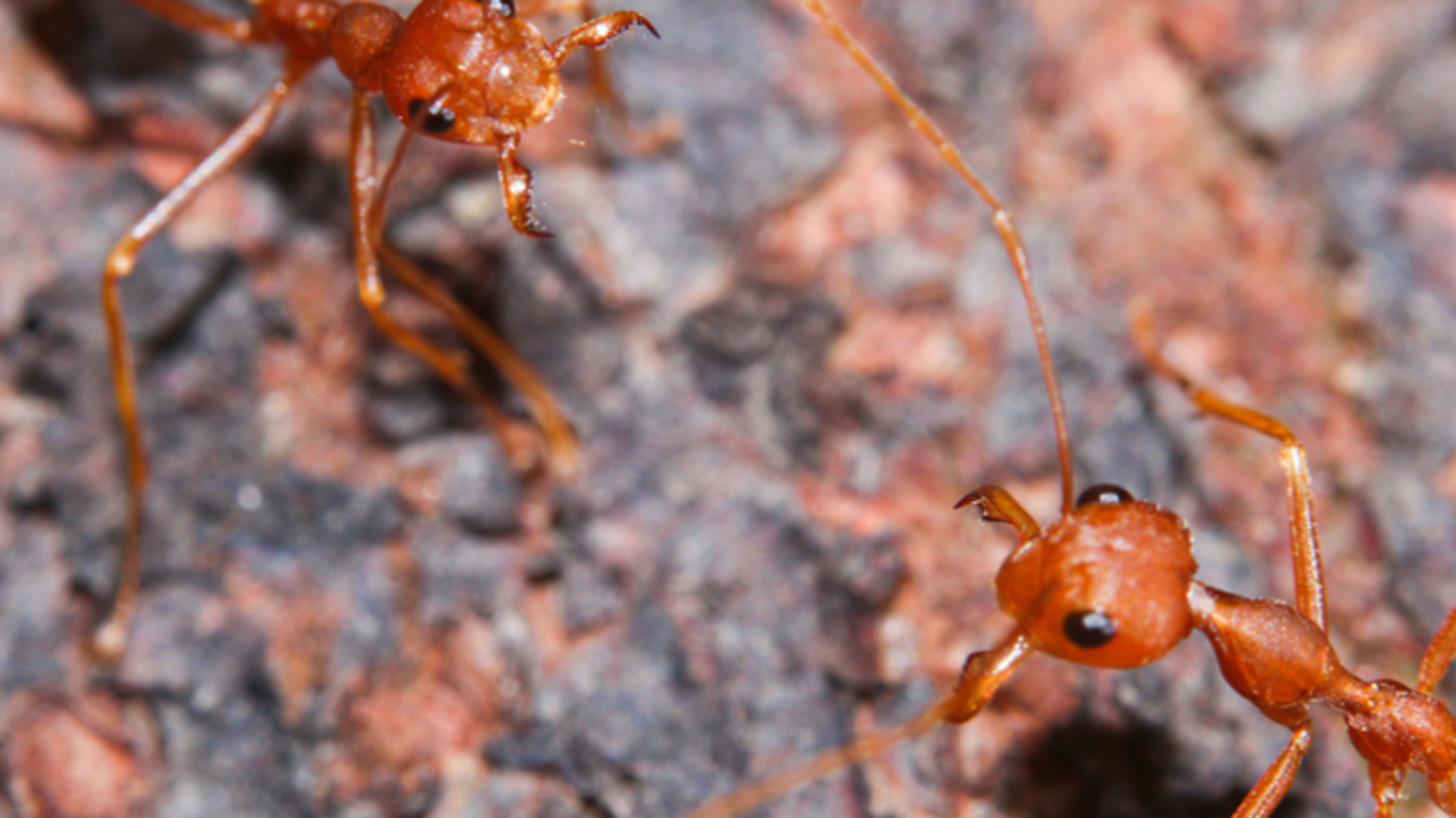 How Fire Ants Form Rafts to Survive Floods Mental Floss