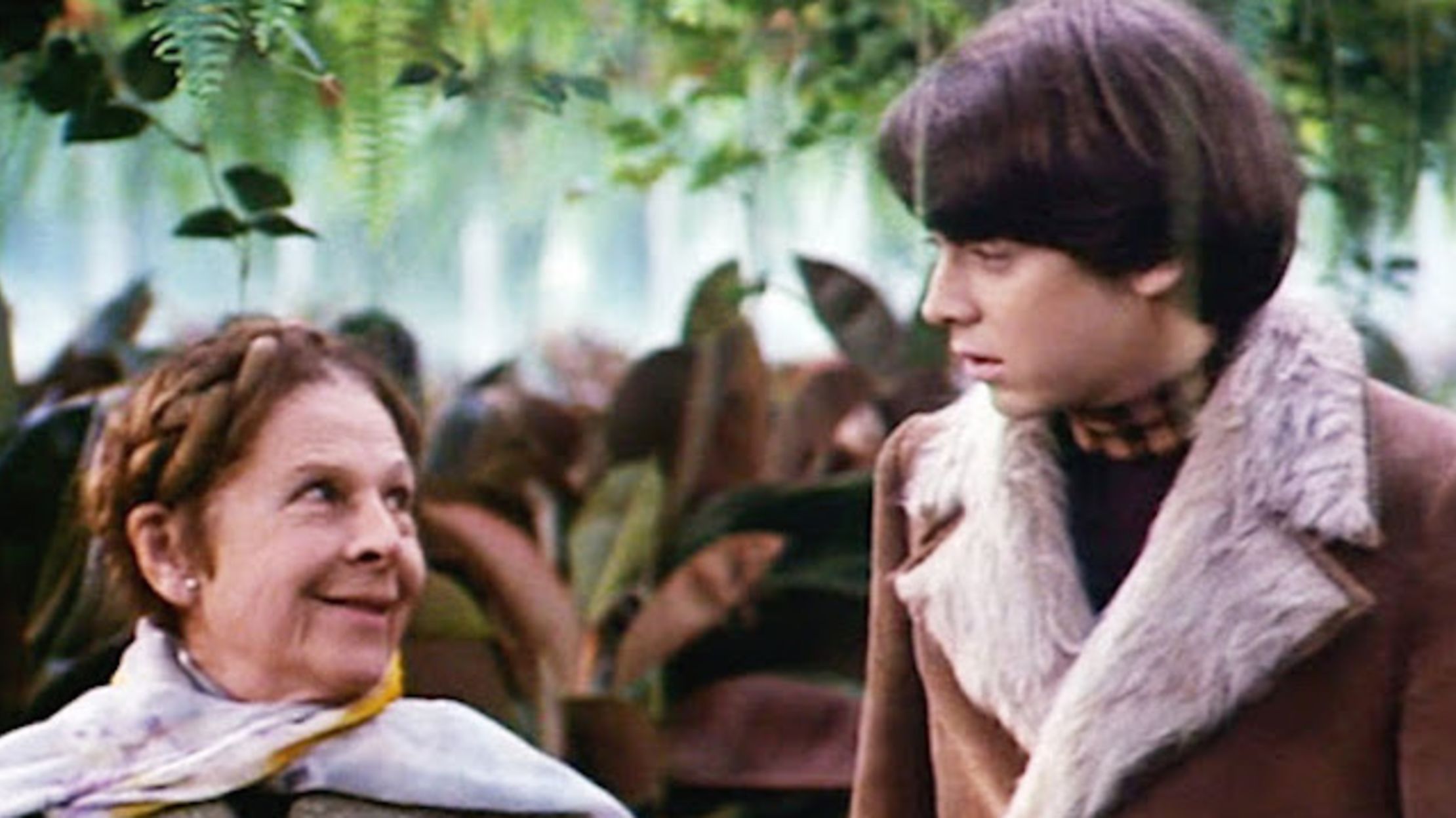 Harold and maude bud