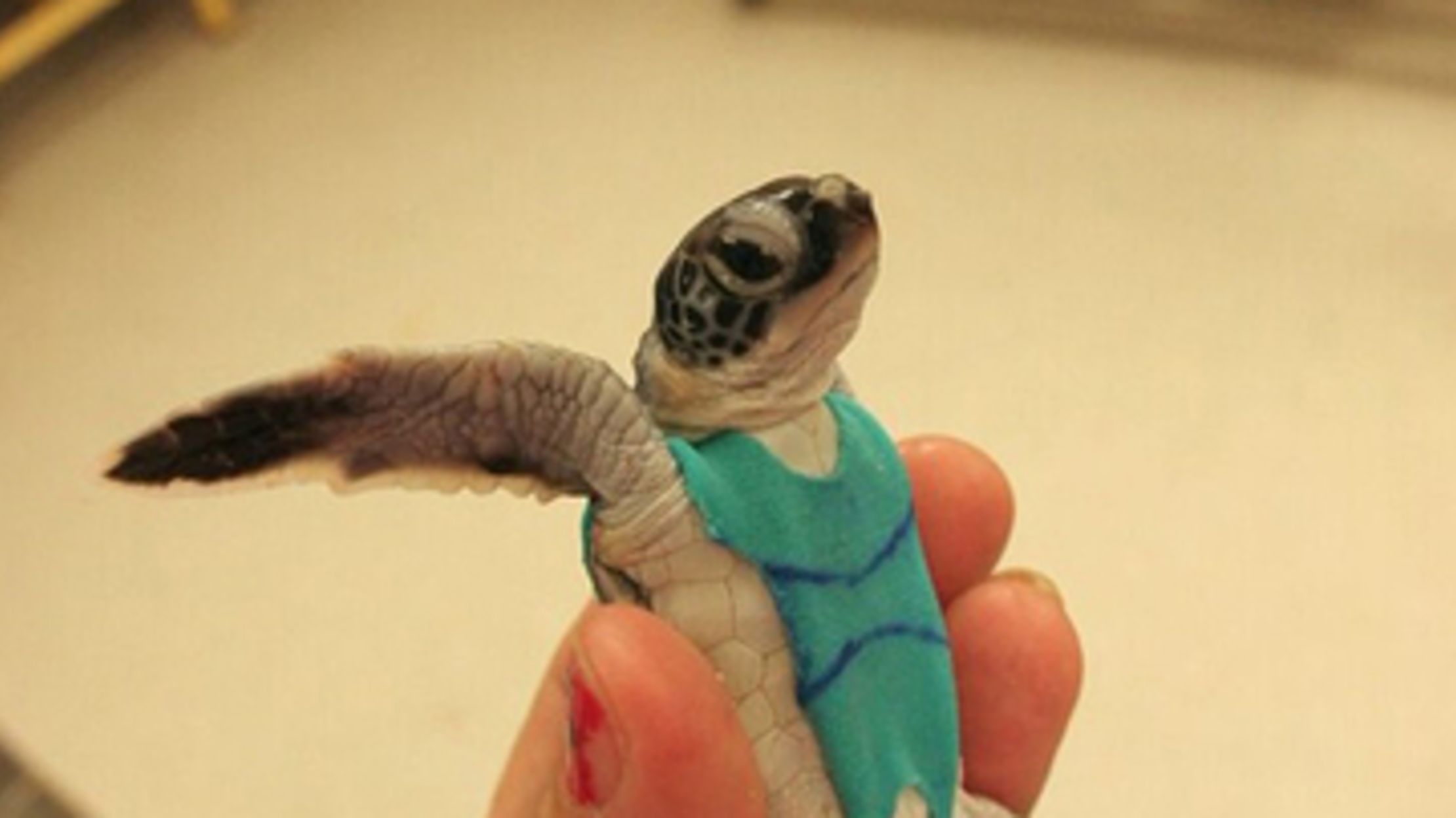 Sea Turtles Wear Swim Suits With Diapers for Research 