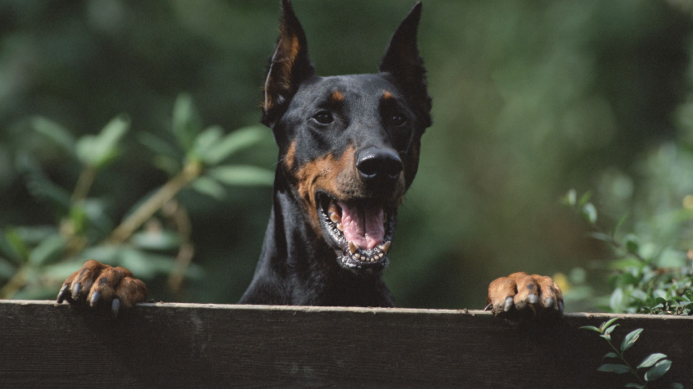 10 Smart Facts About Dobermans Mental Floss