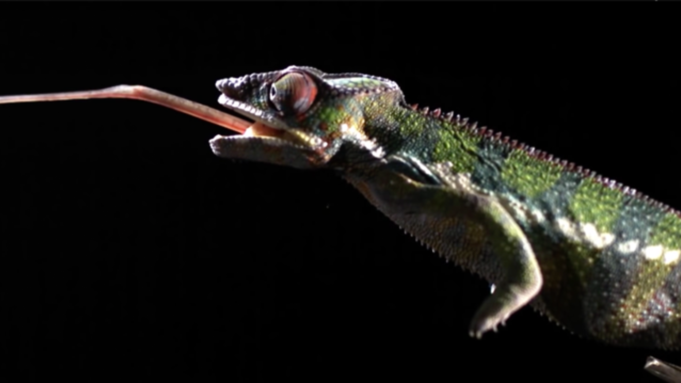 Watch Animals Attack in Slow Motion Mental Floss