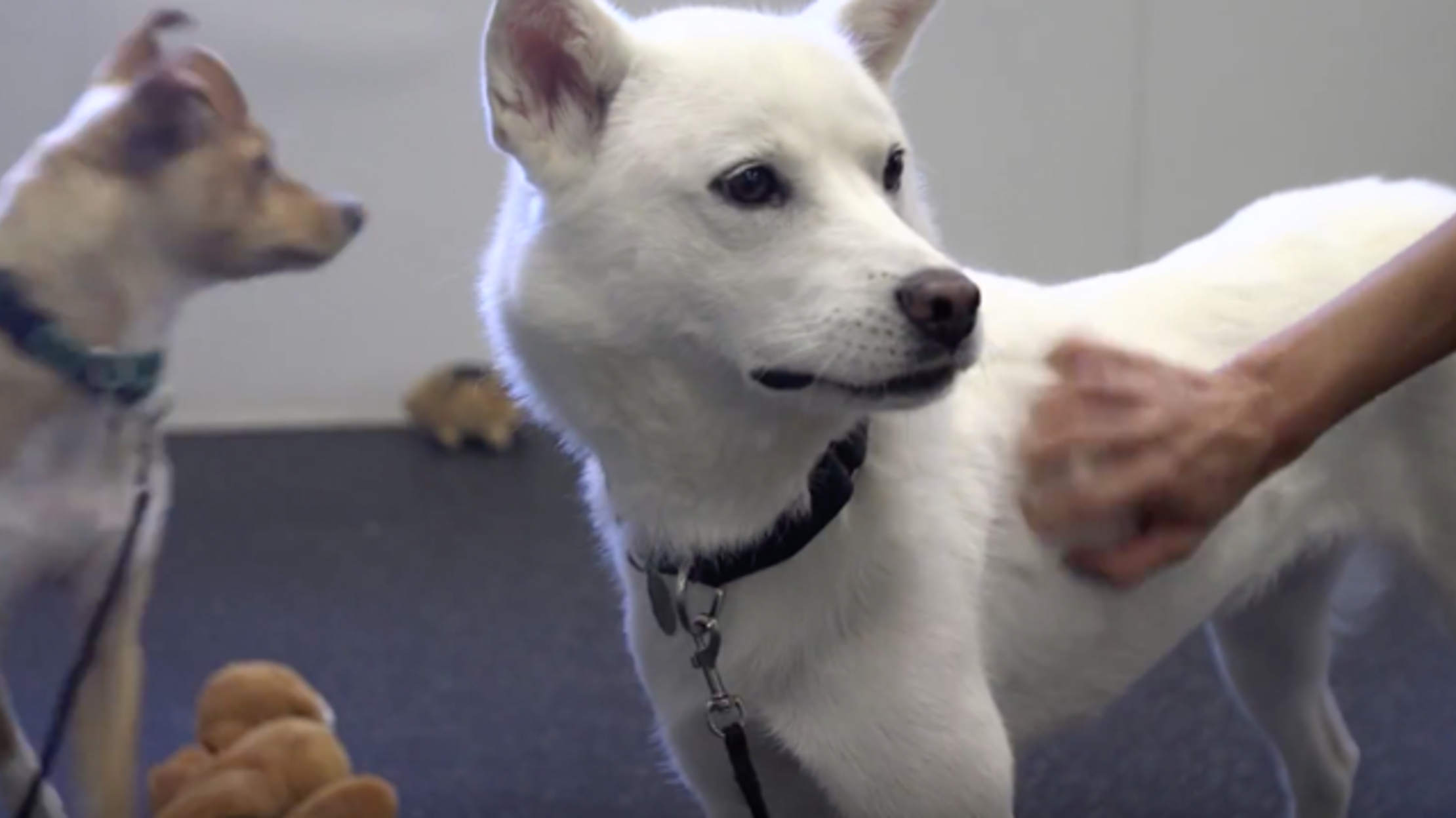 How To Work In Dog Rehab