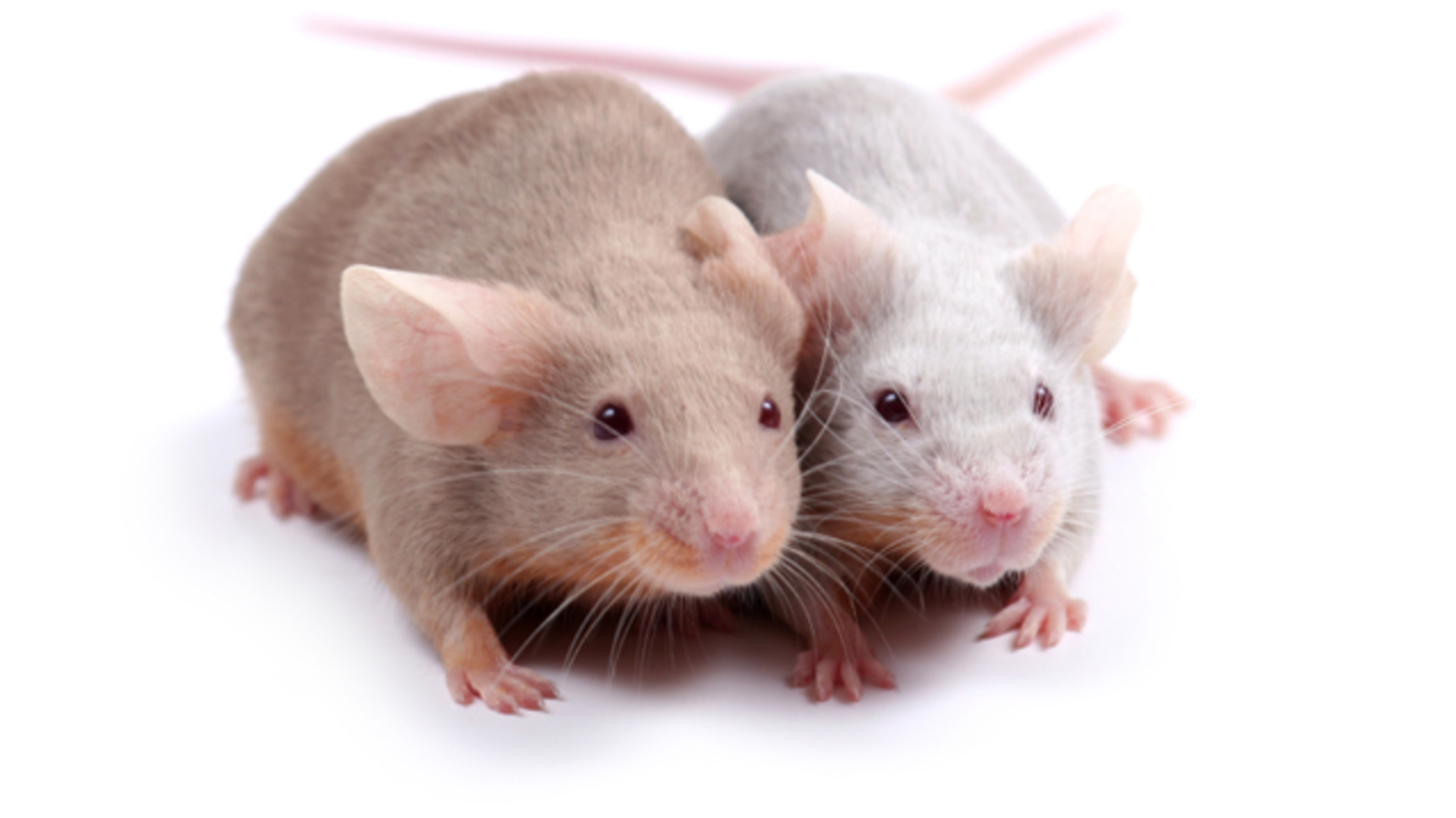 How Mice Recognize Relatives They’ve Never Met Mental Floss