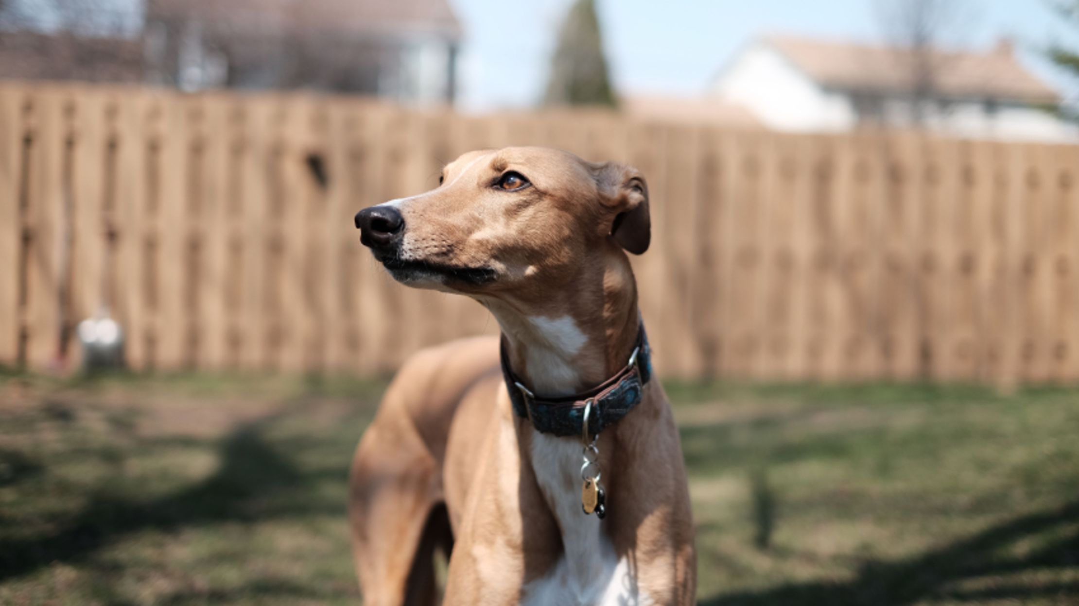 13 Fast Facts About Greyhounds Mental Floss