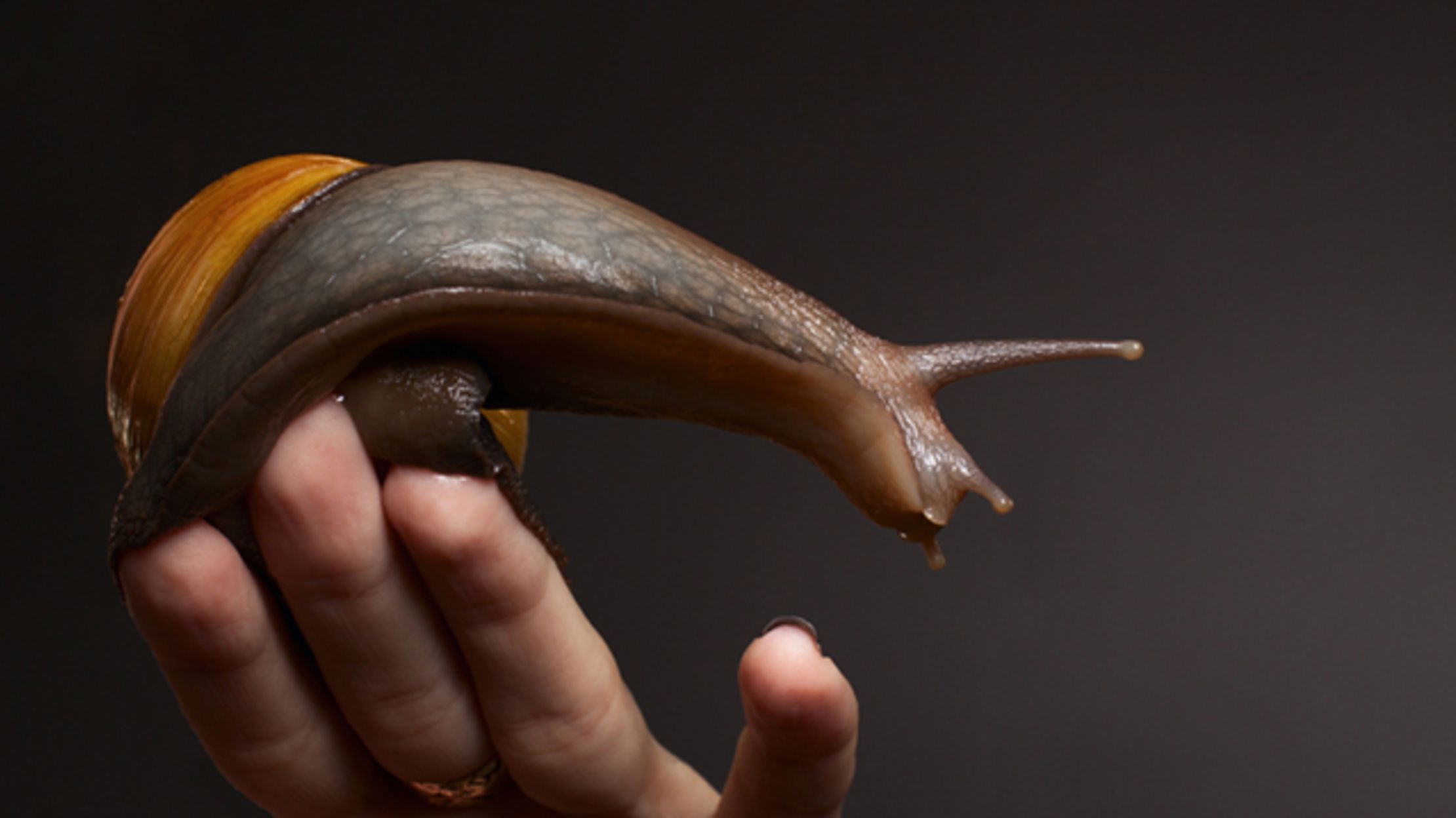 16 Surprisingly Fast Facts About Snails Mental Floss