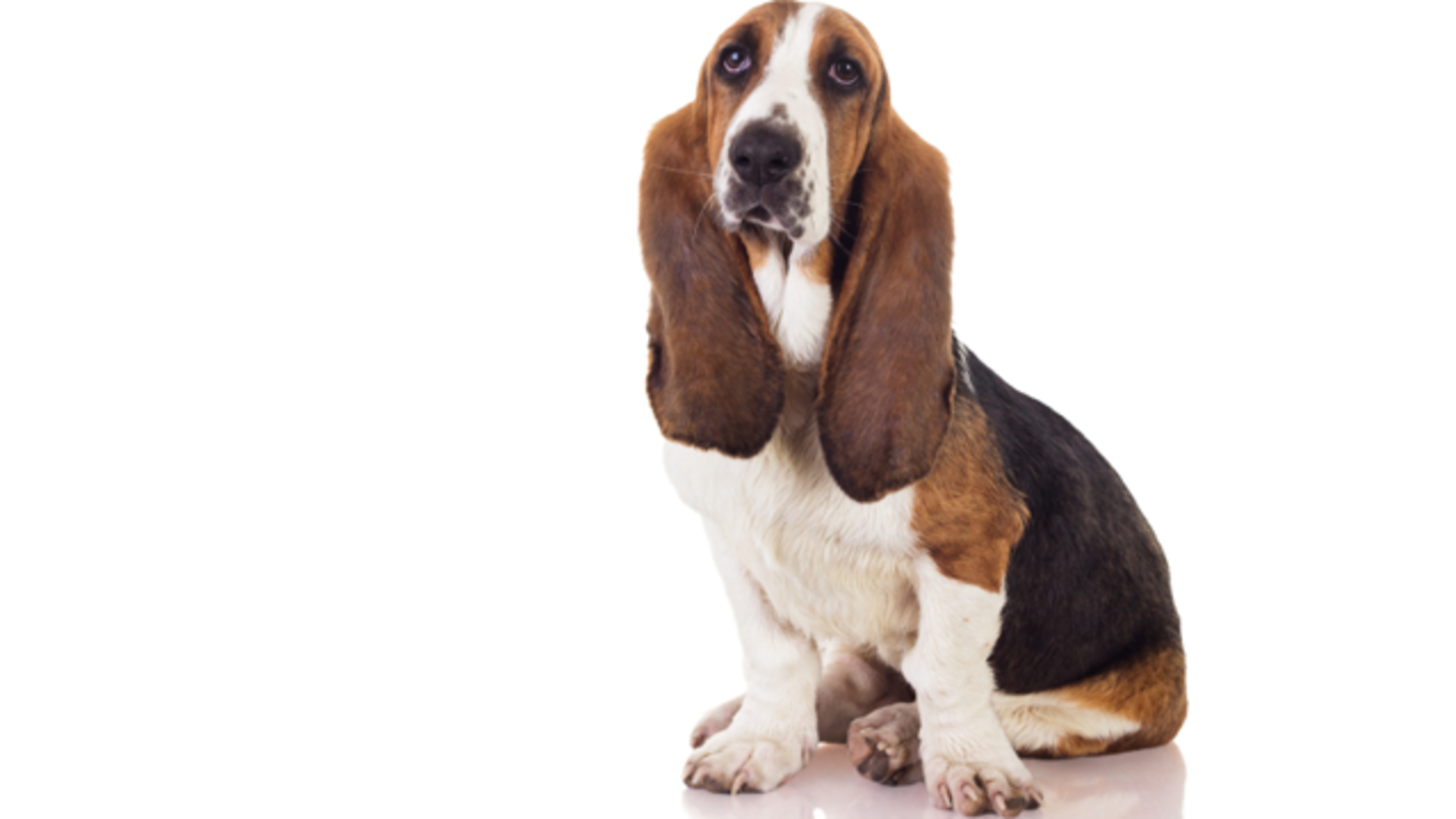 What It Means When Your Dog Looks at You Mental Floss