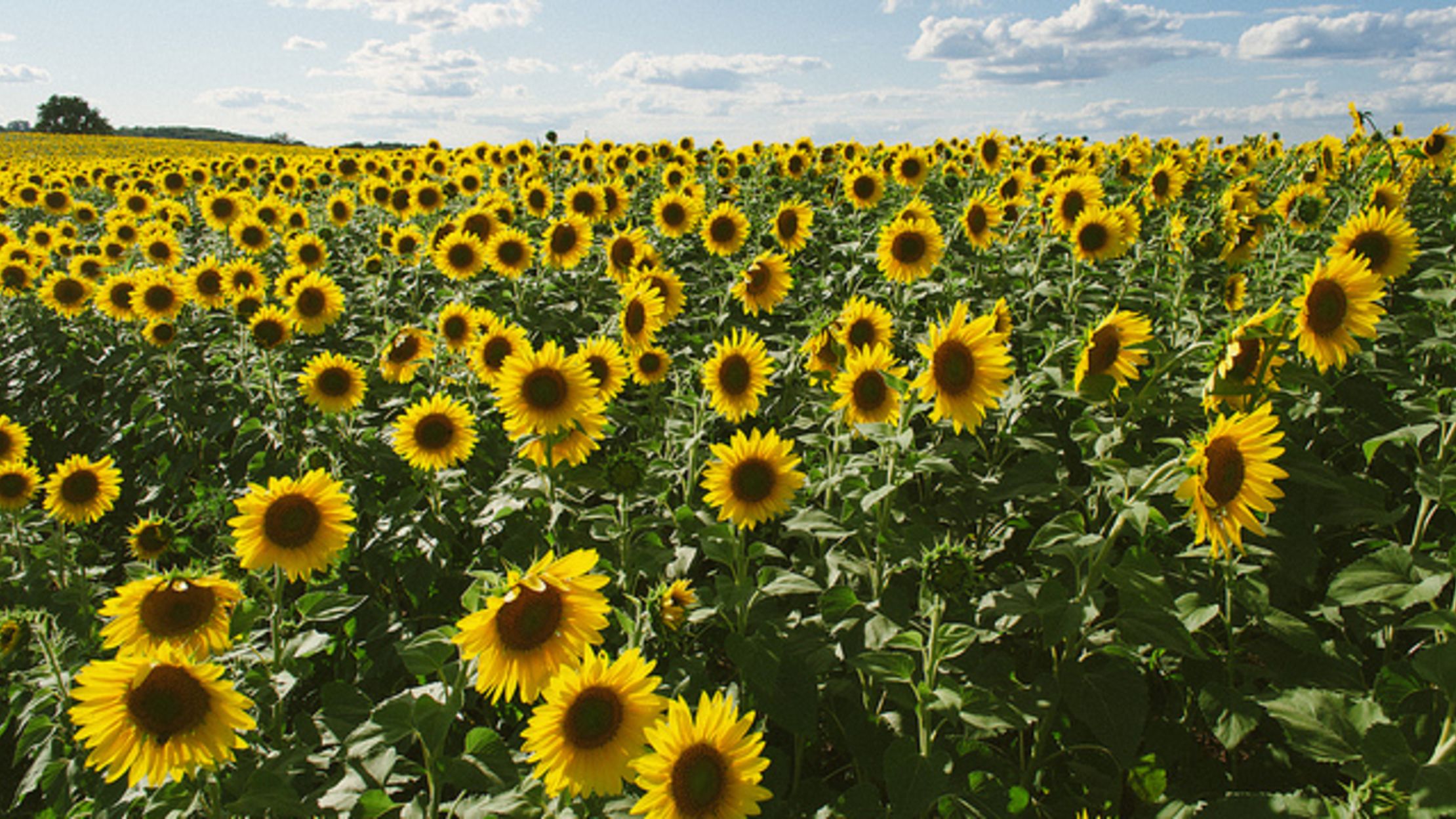 10-glorious-facts-about-sunflowers-mental-floss