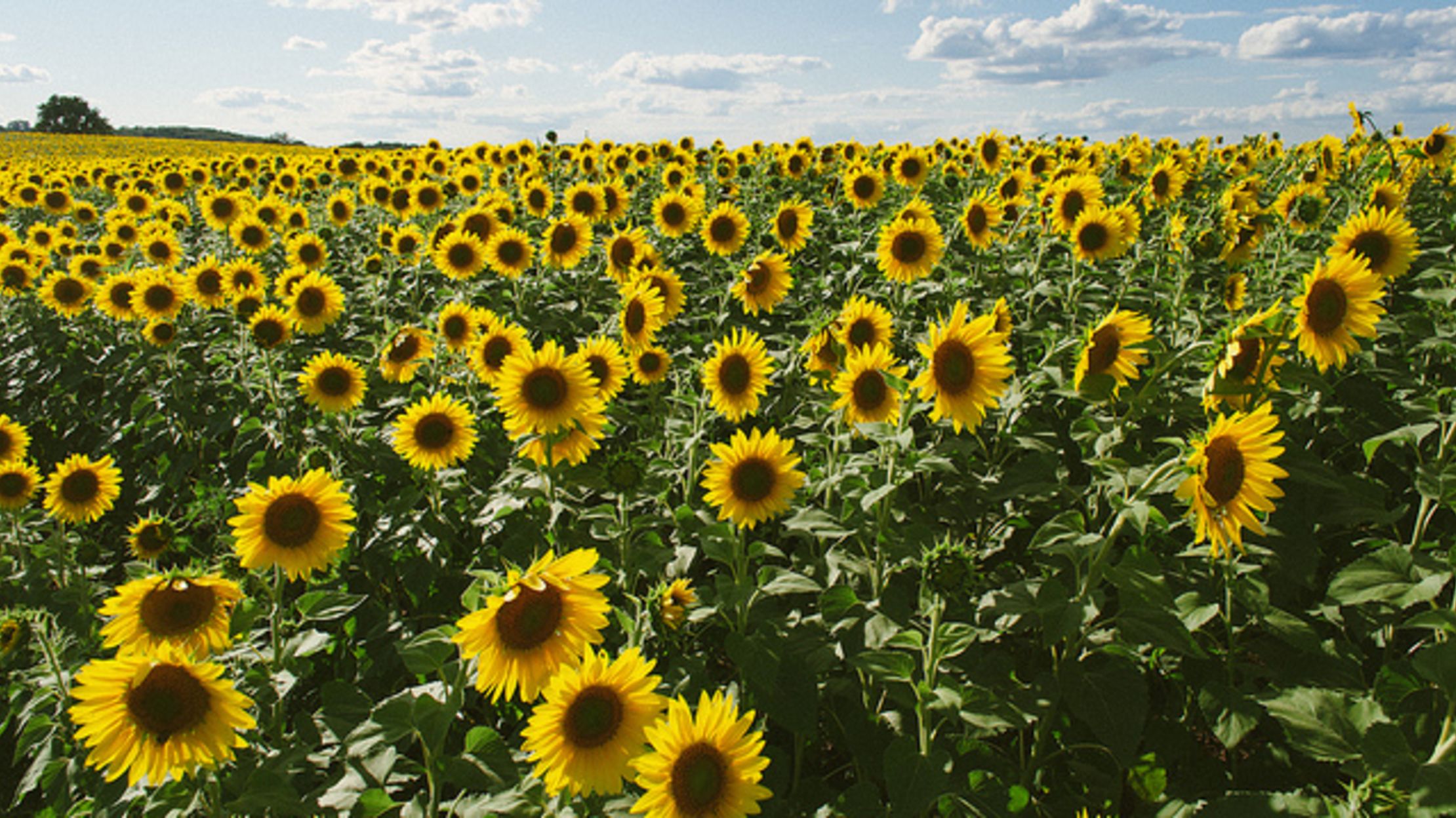 10 Glorious Facts About Sunflowers Mental Floss 10 Glorious Facts About Sunflowers Mental Floss