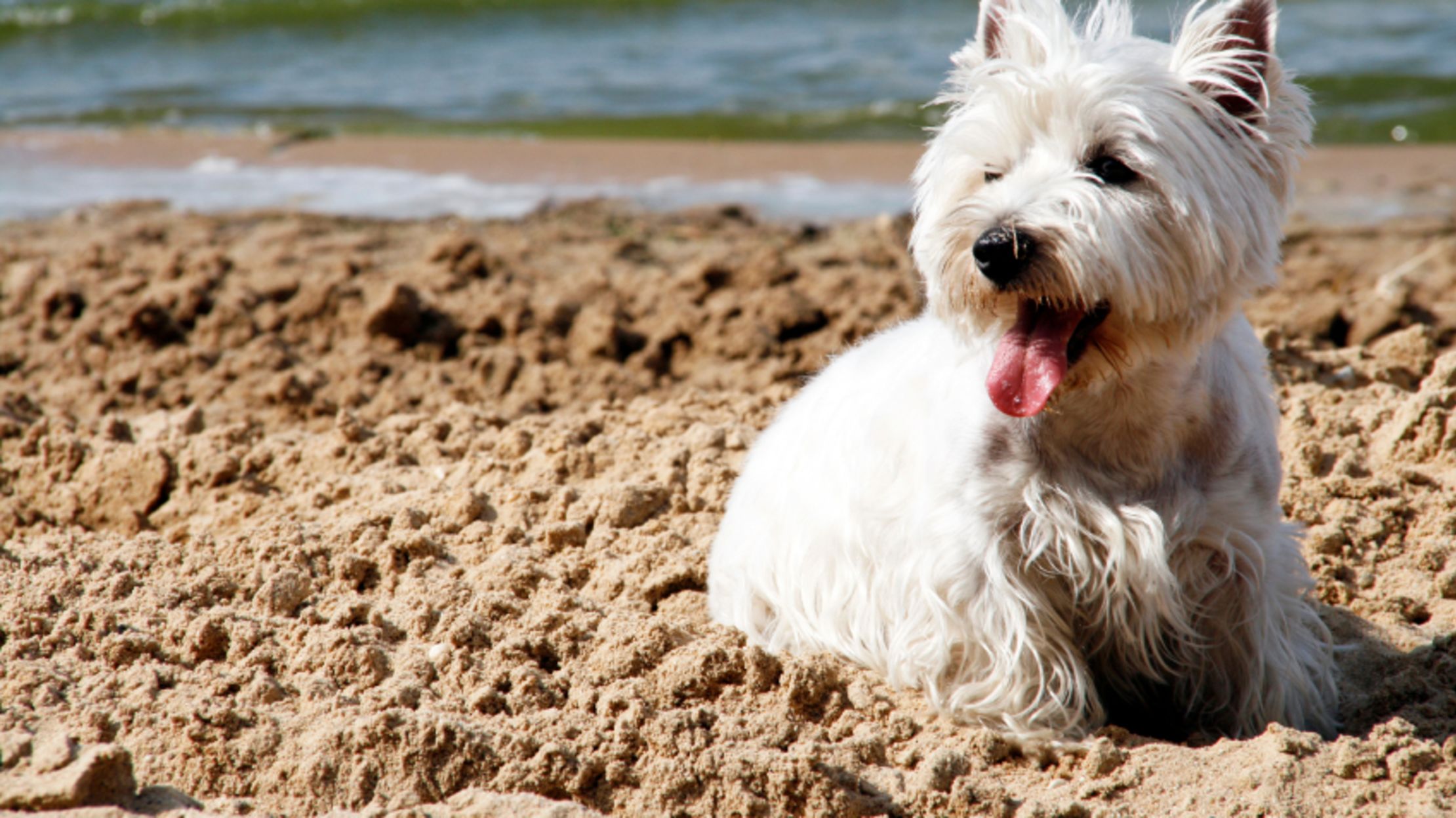 westie coats for dogs