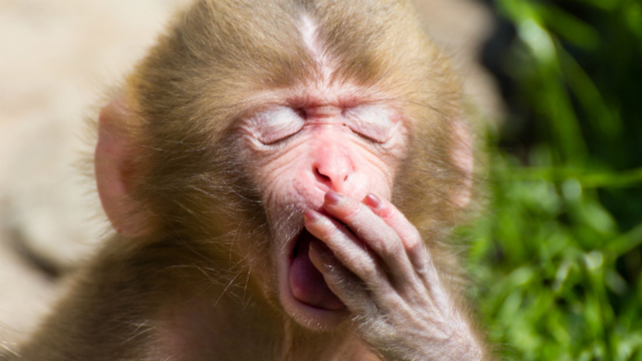 Some Japanese Monkeys Can’t Taste Bitterness Mental Floss
