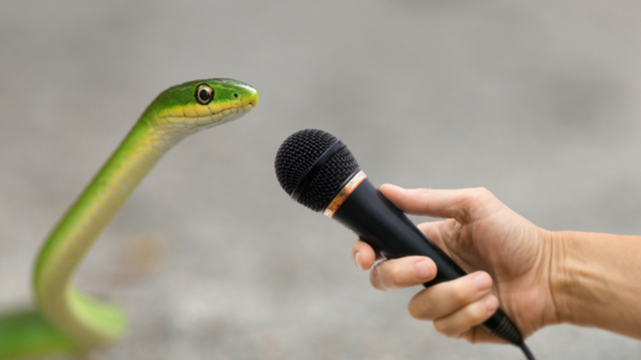 What sounds do snakes make