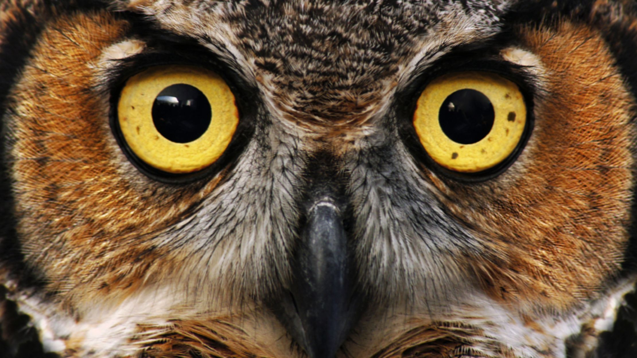 15 Mysterious Facts About Owls | Mental Floss