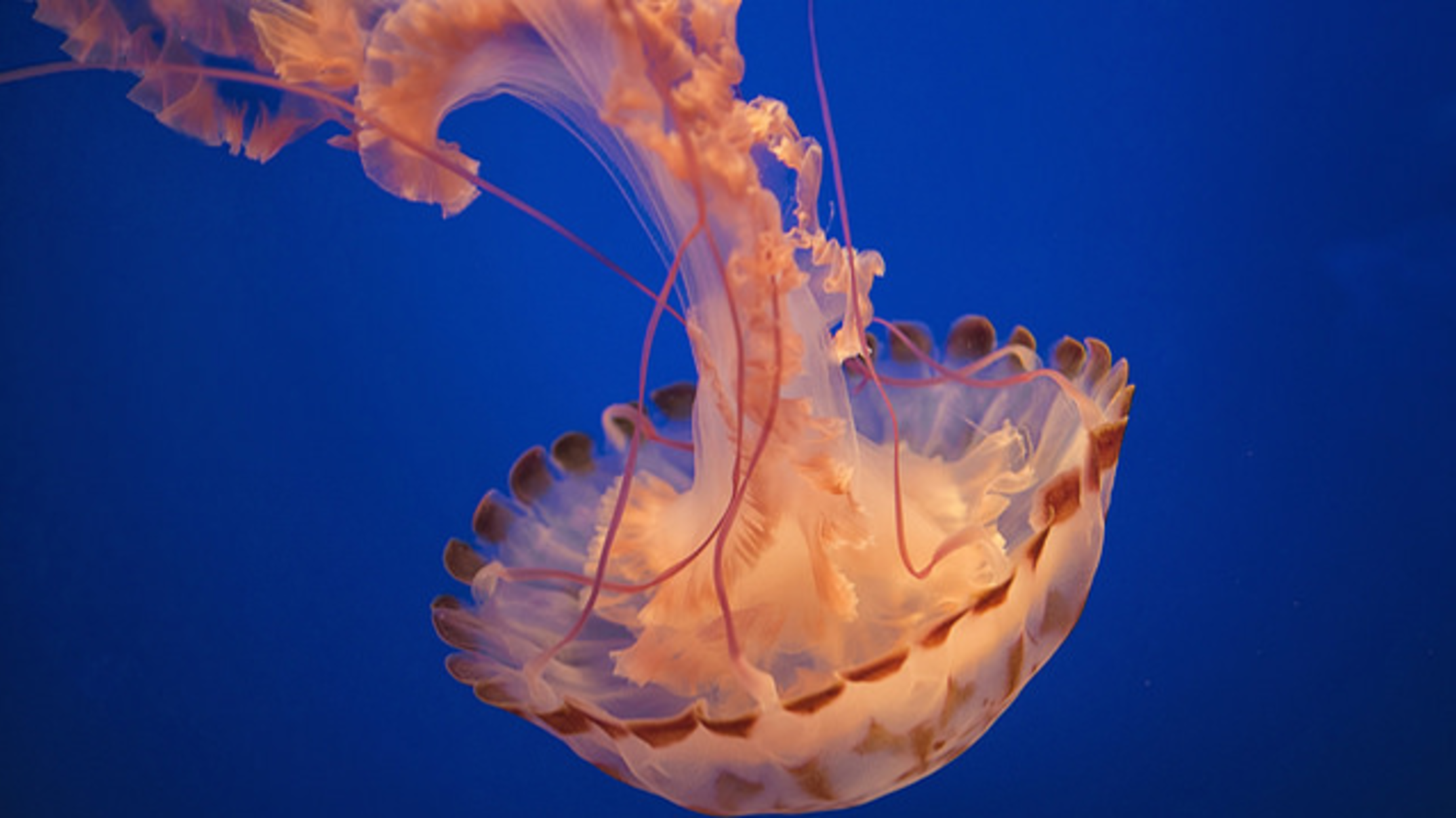 15 Electrifying Facts About Jellyfish Mental Floss