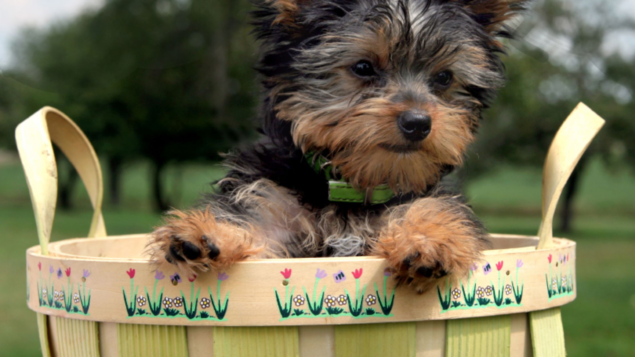 10 Tiny Facts About Yorkshire Terriers Mental Floss