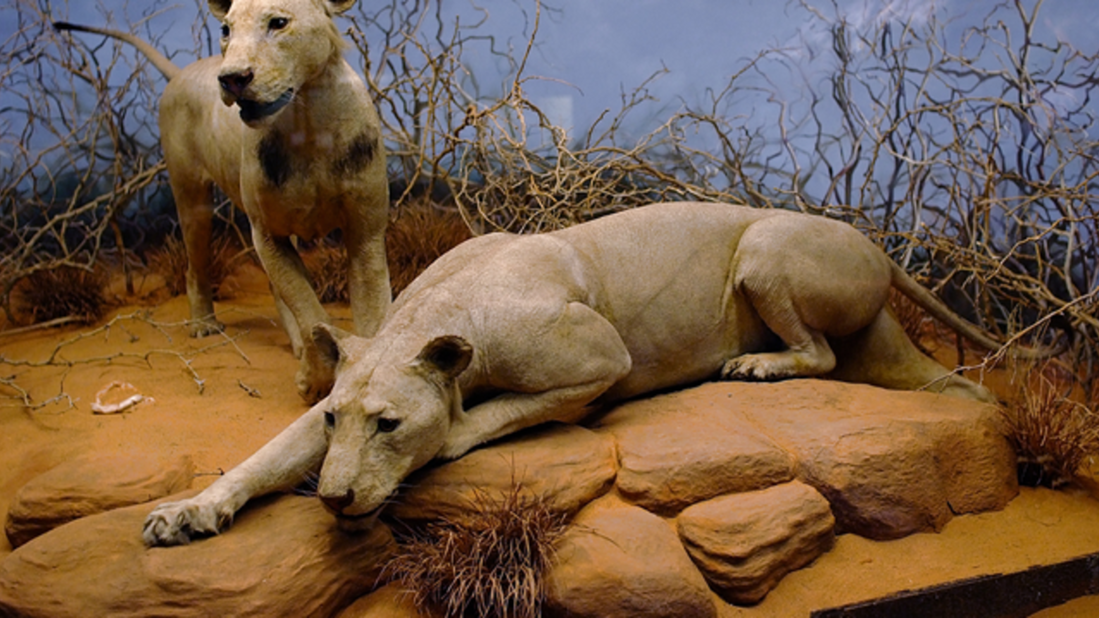 pics Male Lion Without Mane why some male lions don t have manes