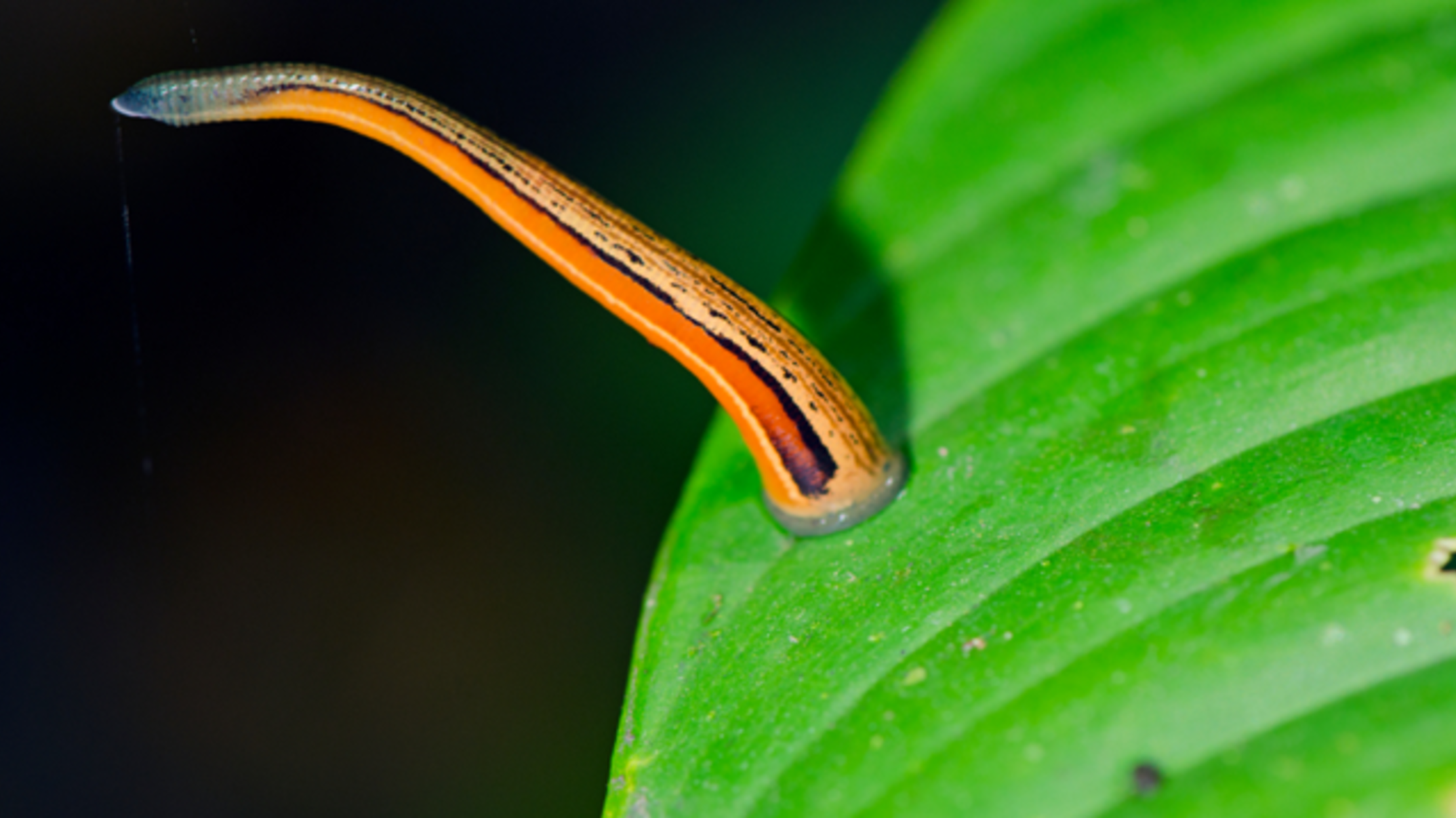 How Scientists Use Leeches to Locate Rare Animals | Mental Floss
