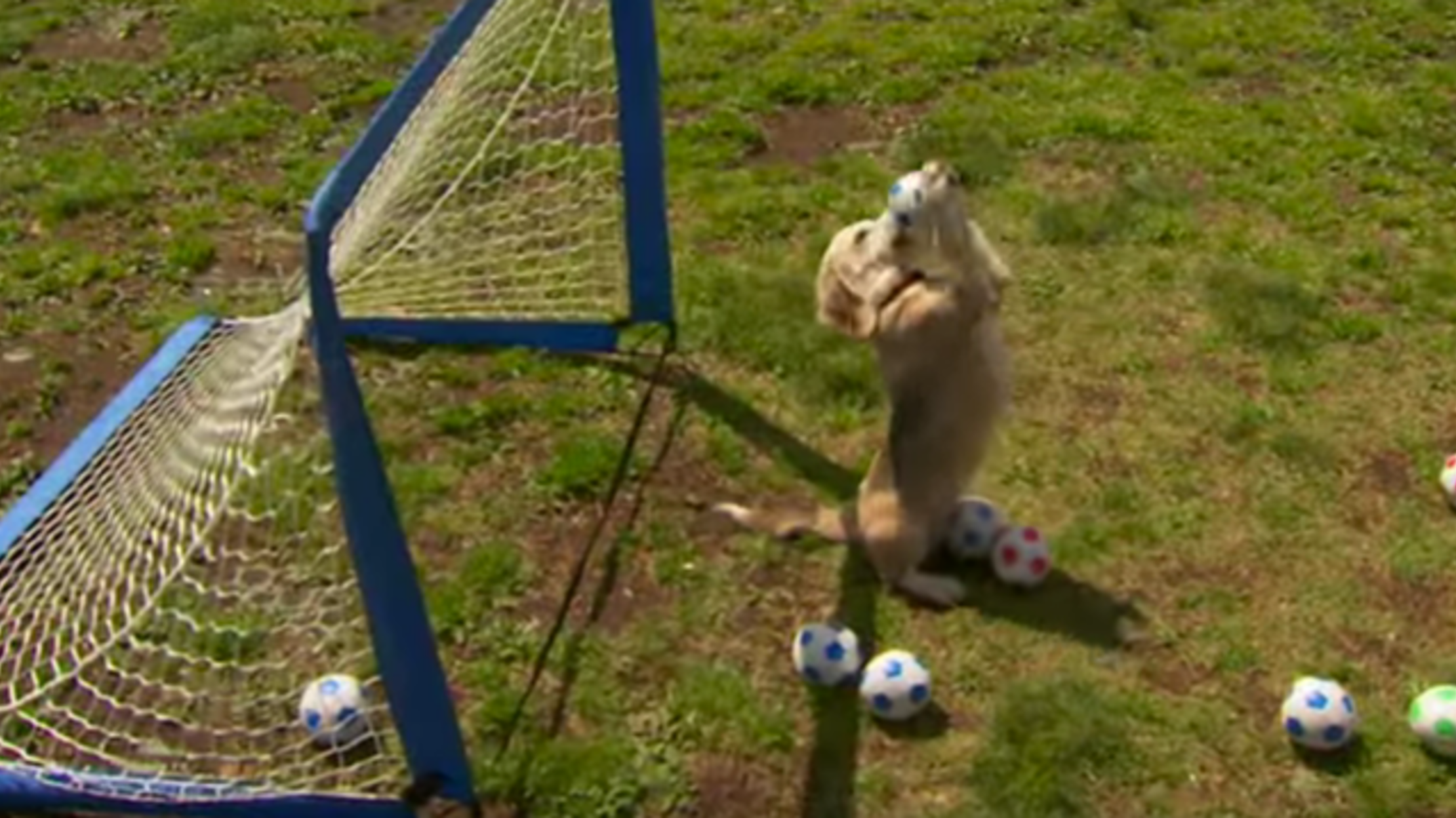 Purin the Beagle catching balls