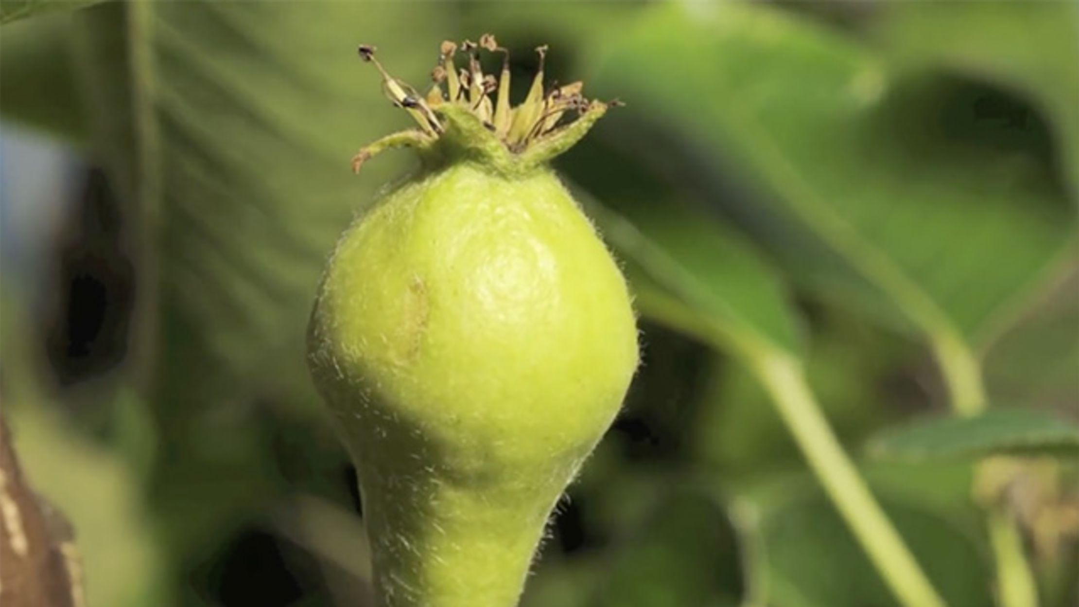 Pear Grows from Flower to Fruit in One Minute (TimeLapse) Mental Floss