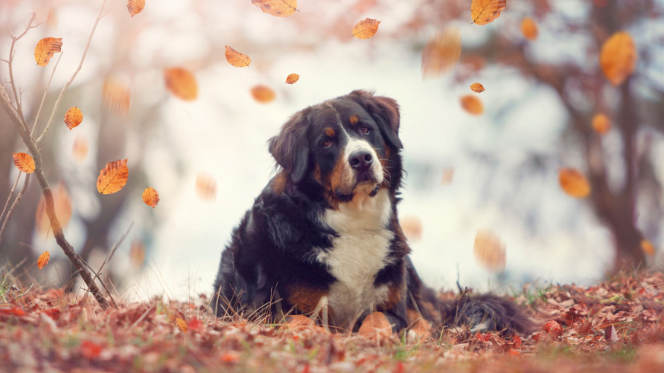 10 Stocky Facts About Bernese Mountain Dogs | Mental Floss
