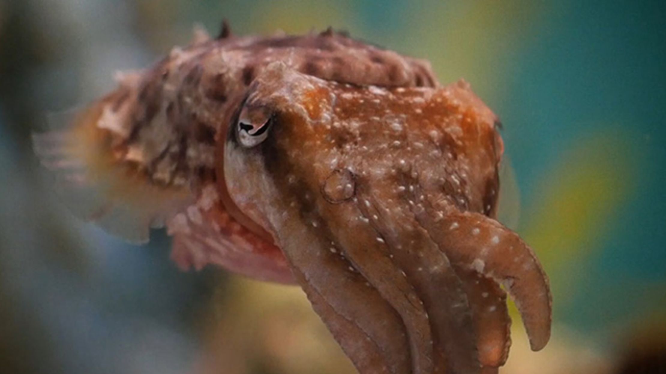 Watch: How Squid, Octopus, And Cuttlefish Skin Works | Mental Floss