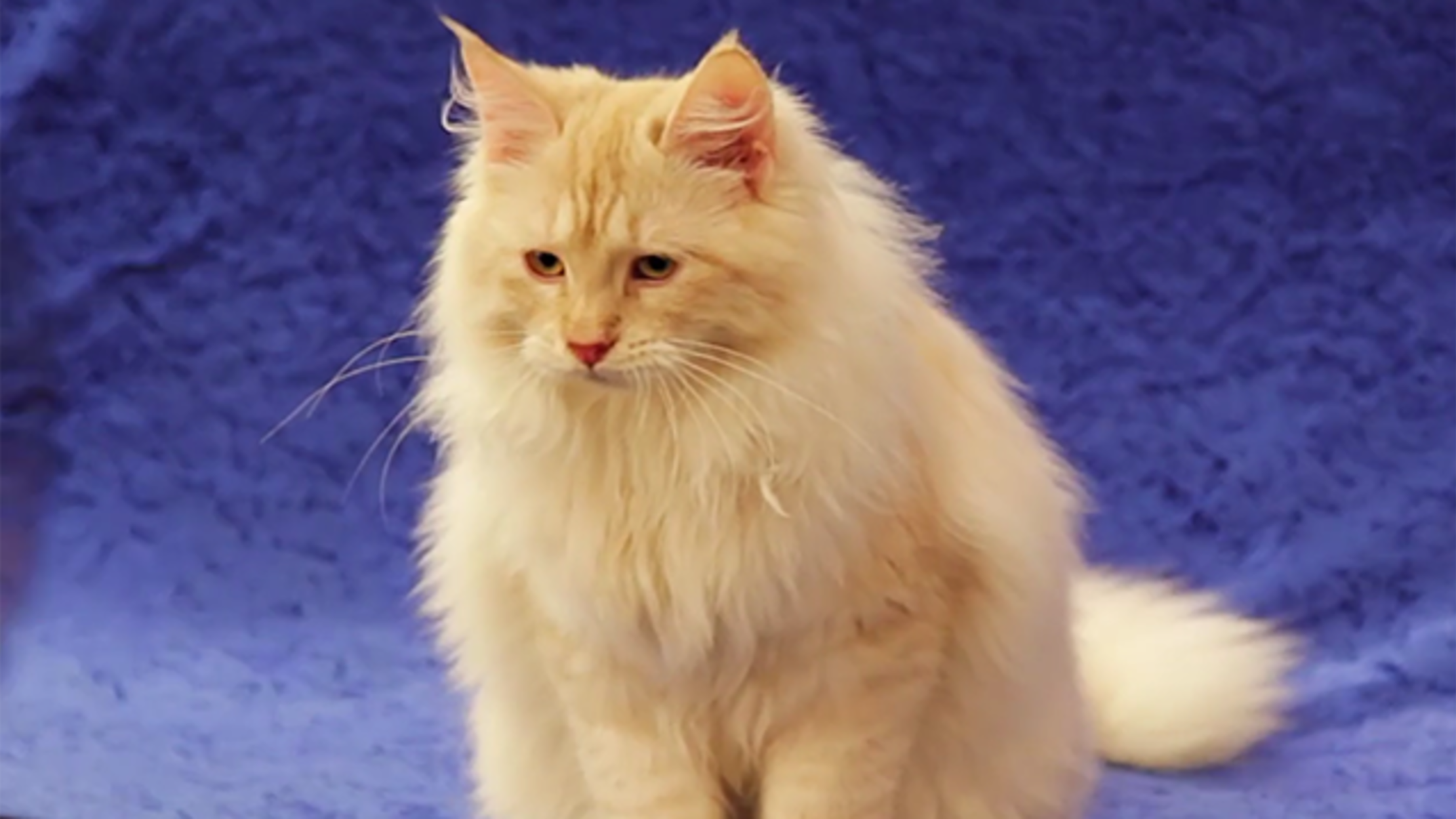 How To Be A Professional Cat Sitter