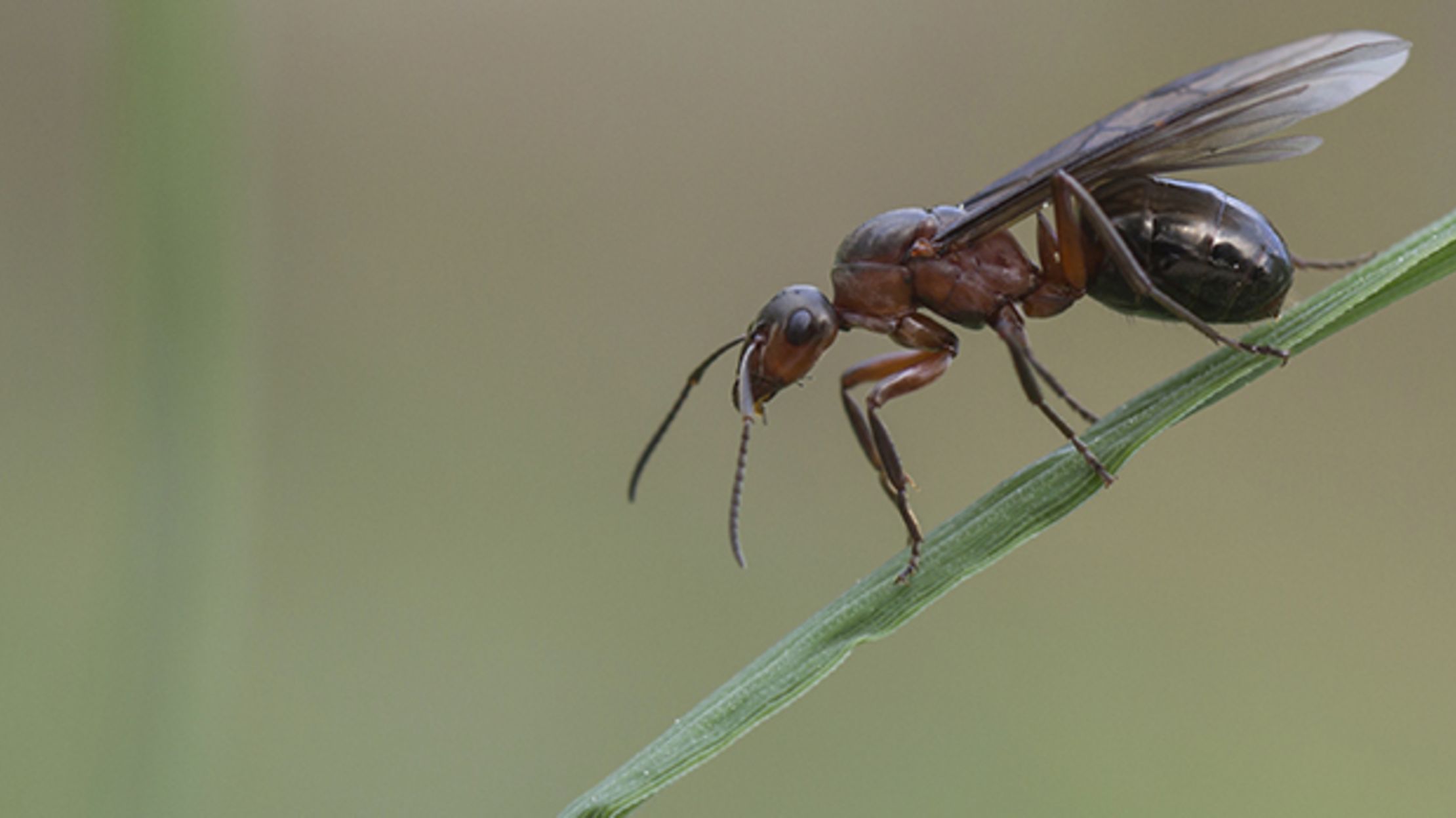 Sick Ants Take Medicine, Too Mental Floss