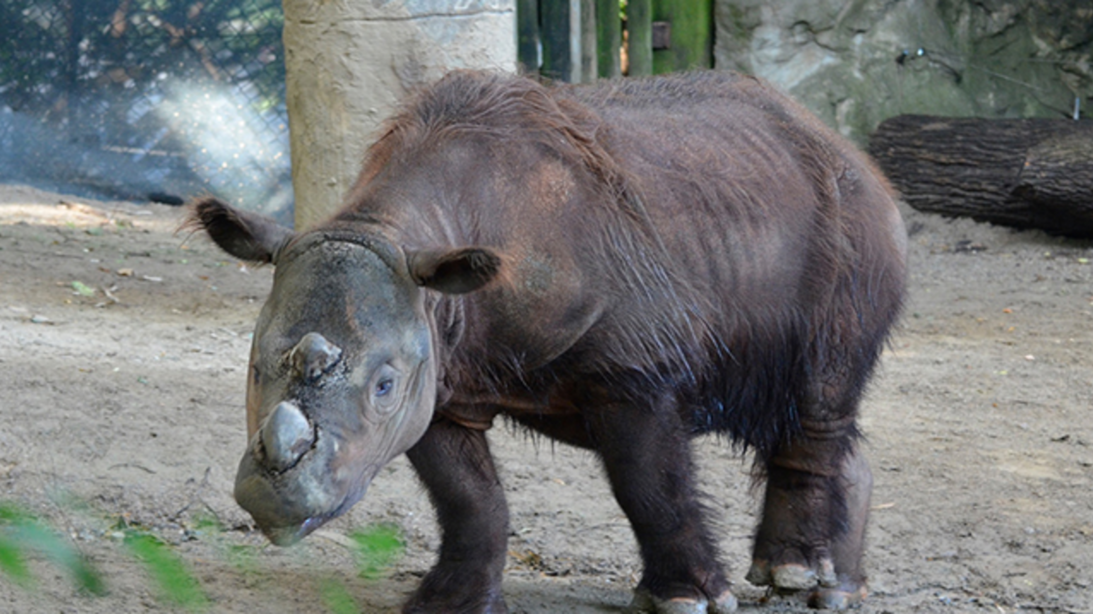America's Last Sumatran Rhino Is Relocating to Find a Mate | Mental Floss