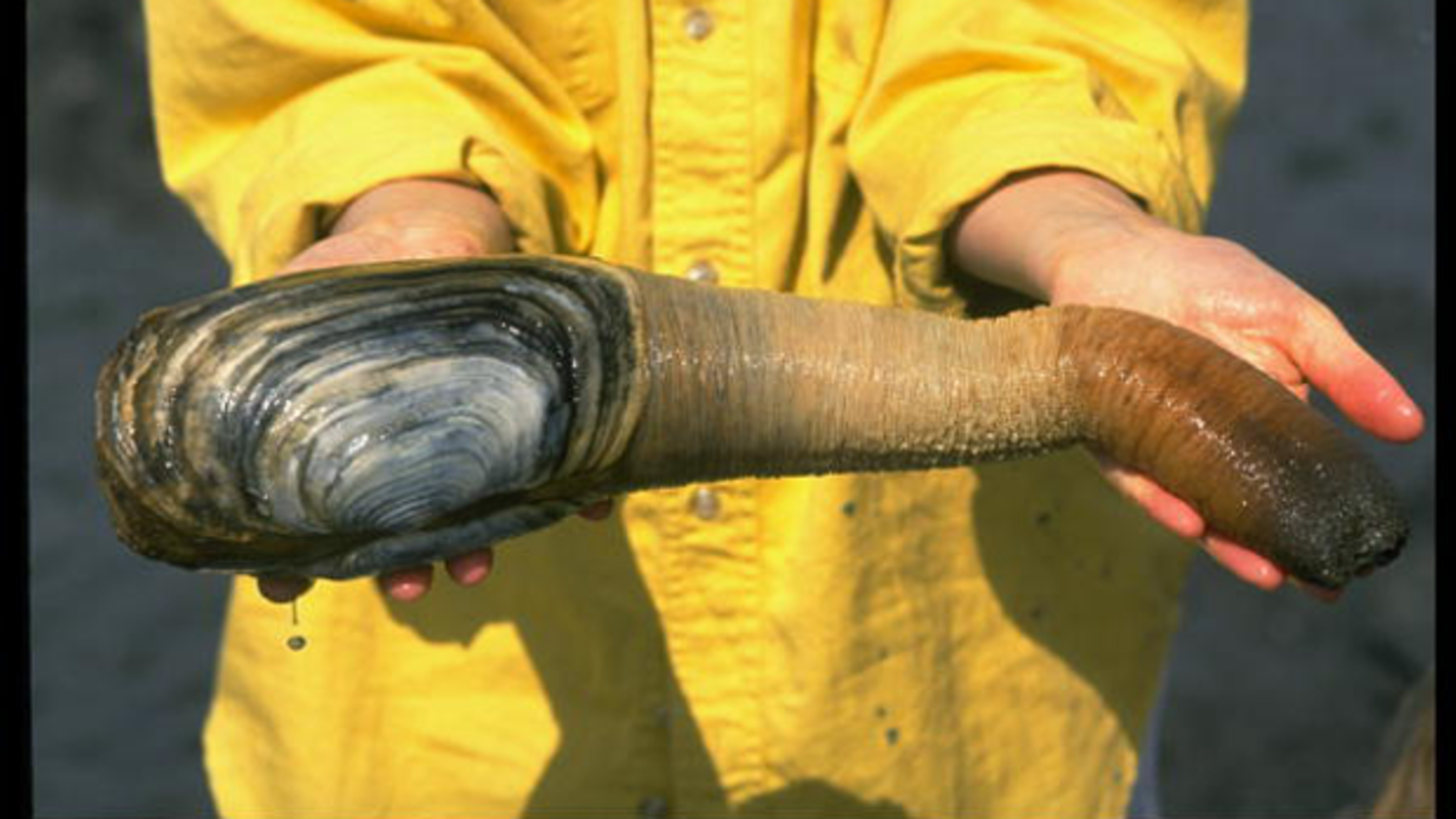 giant geoduck clam