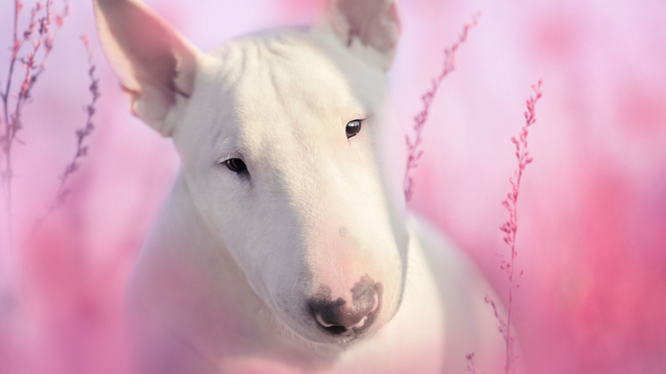 9 Solid Facts About Bull Terriers 