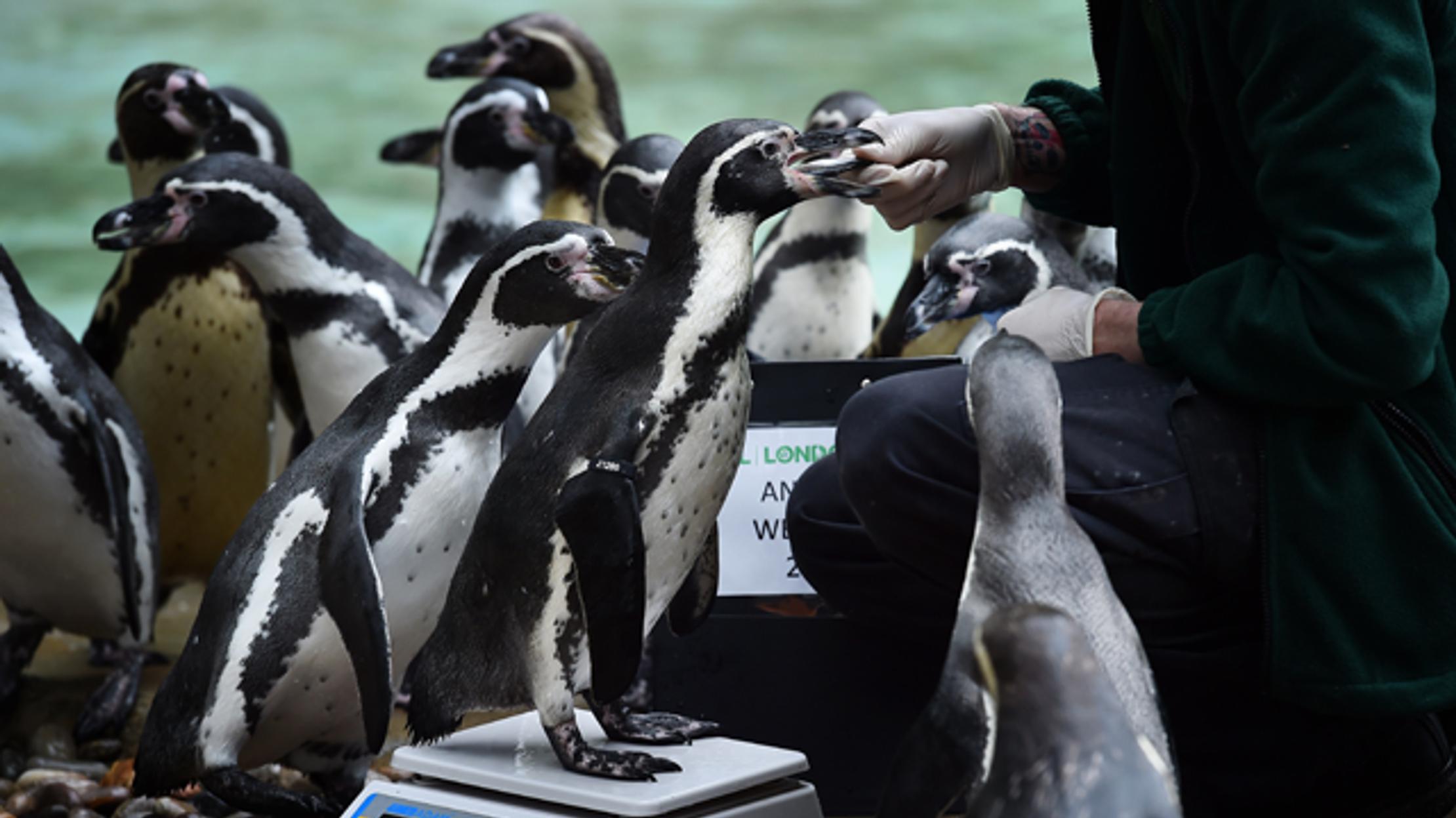 Animals Assemble For Annual Weigh In At London Zoo Mental Floss