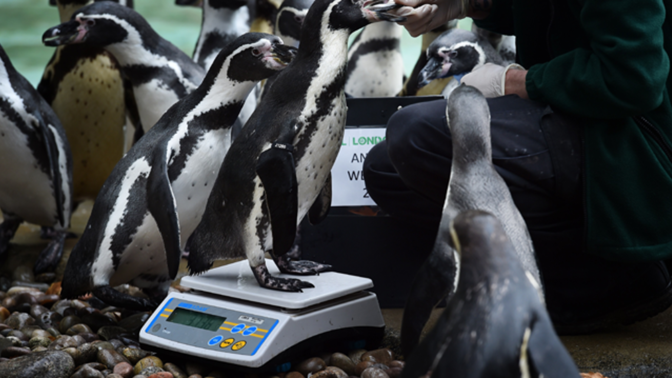 Animals Assemble for Annual WeighIn at London Zoo Mental Floss