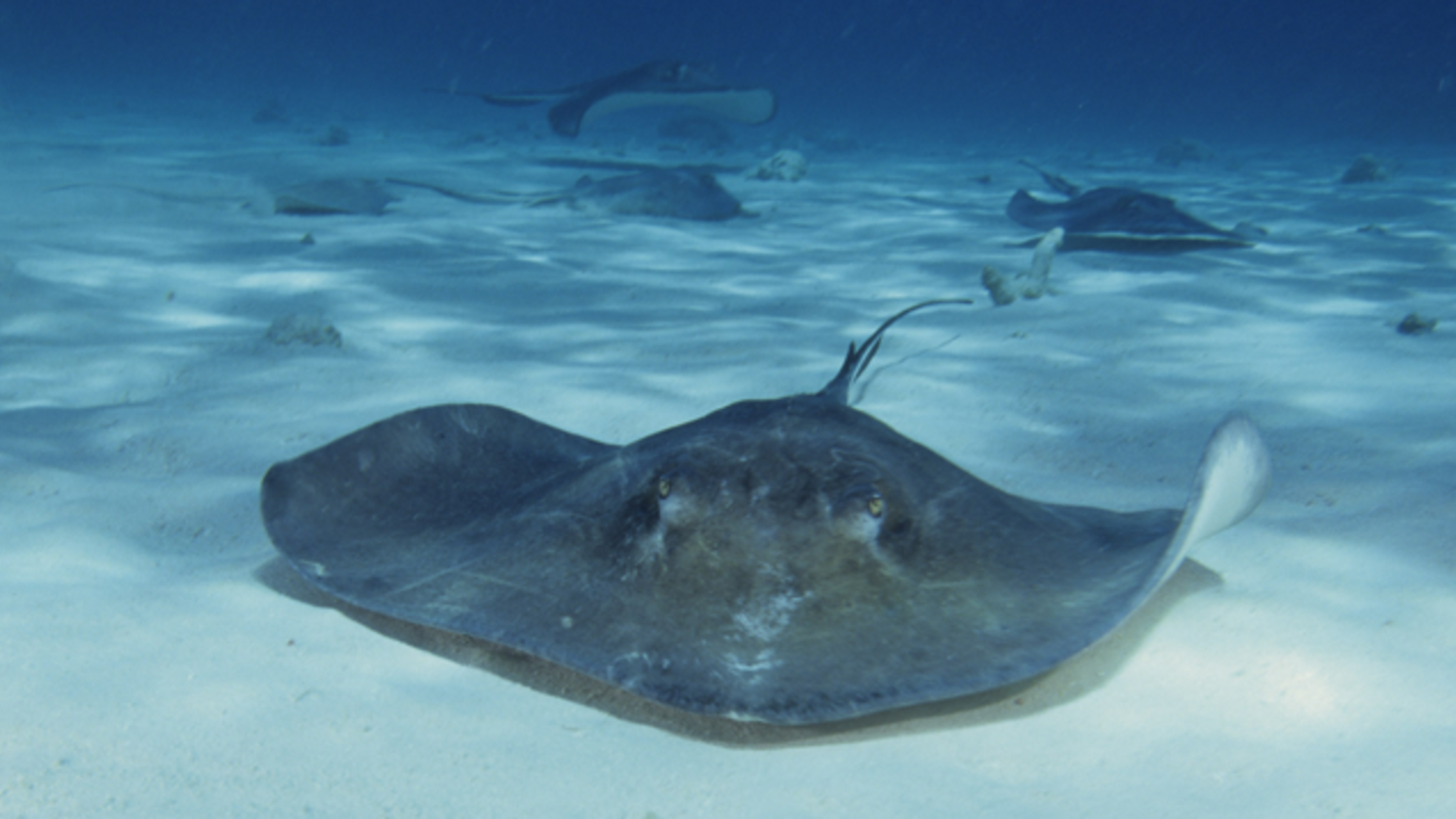10 Stunning Facts About Stingrays | Mental Floss