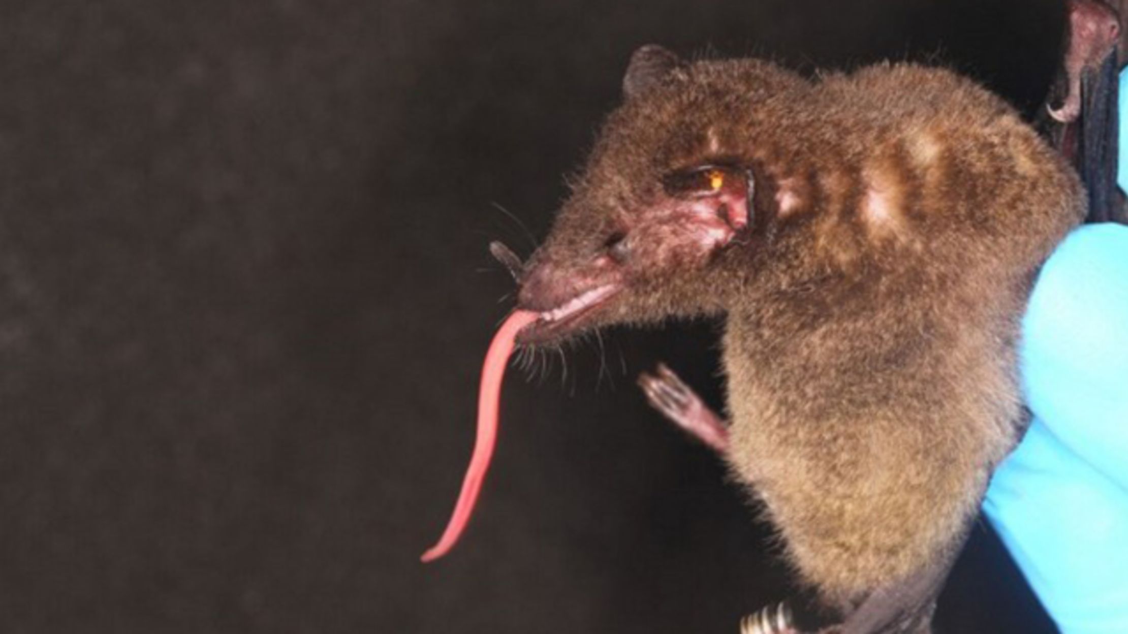 Bat With Insanely Long Tongue Found in Bolivia | Mental Floss