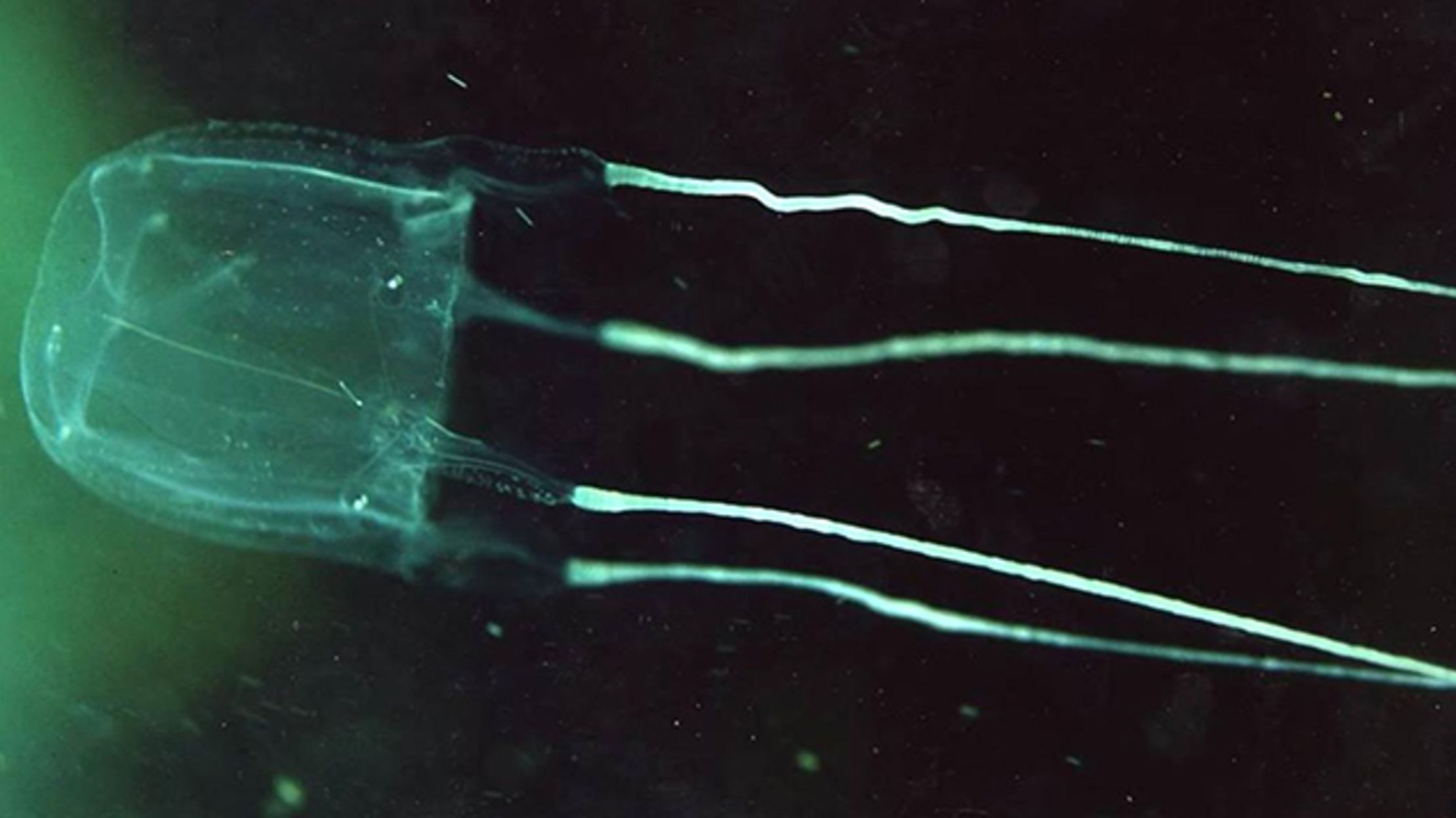 Longer Jellyfish Stingers Inflict More Pain, Study Says Mental Floss
