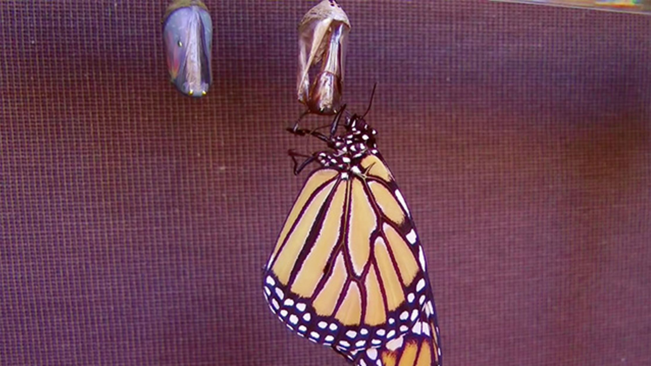 Timelapse: Monarch Butterfly Metamorphosis | Mental Floss